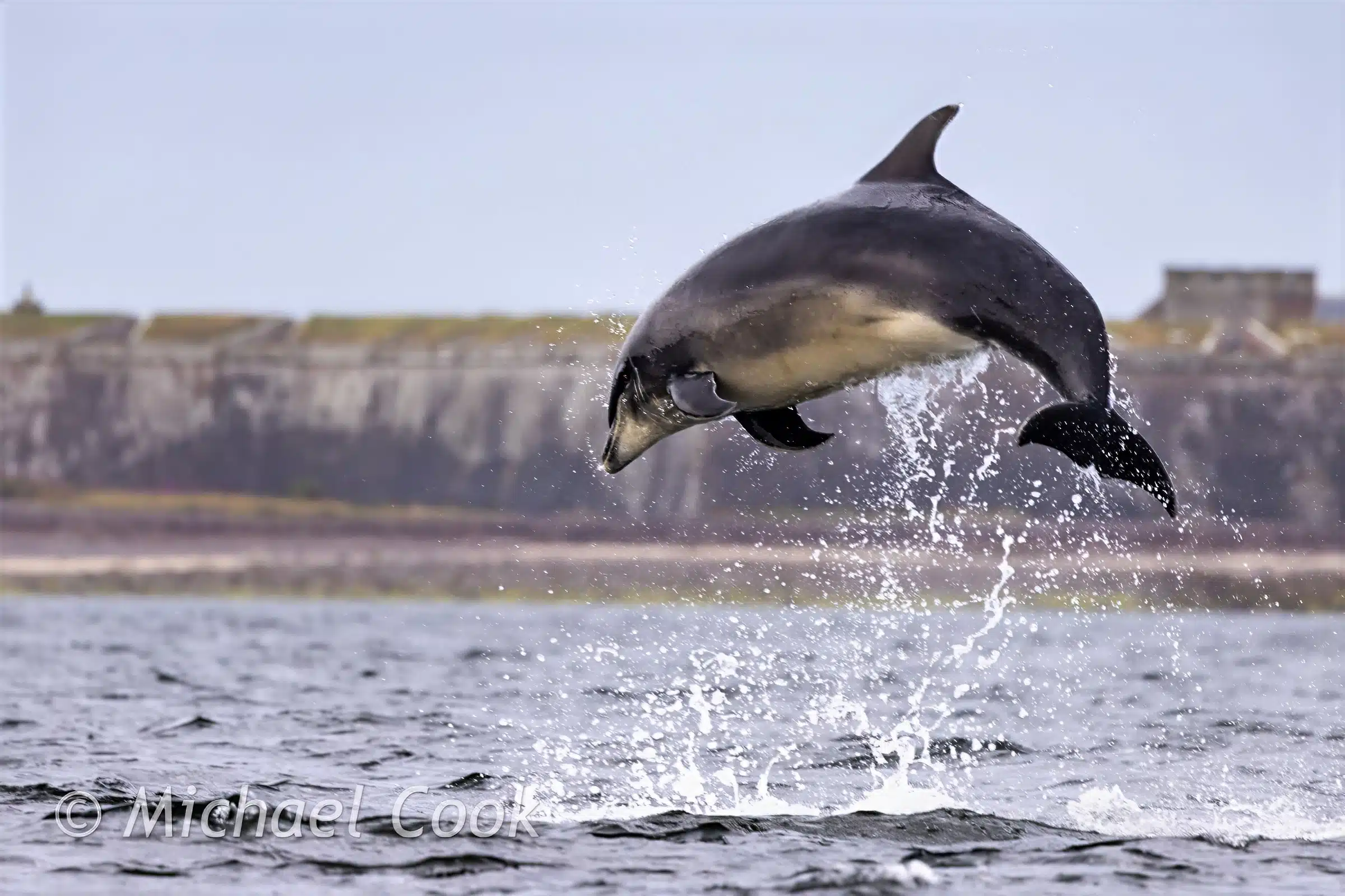 Dolphin leaping from the water at Chanonry Point, with a fort in the background.