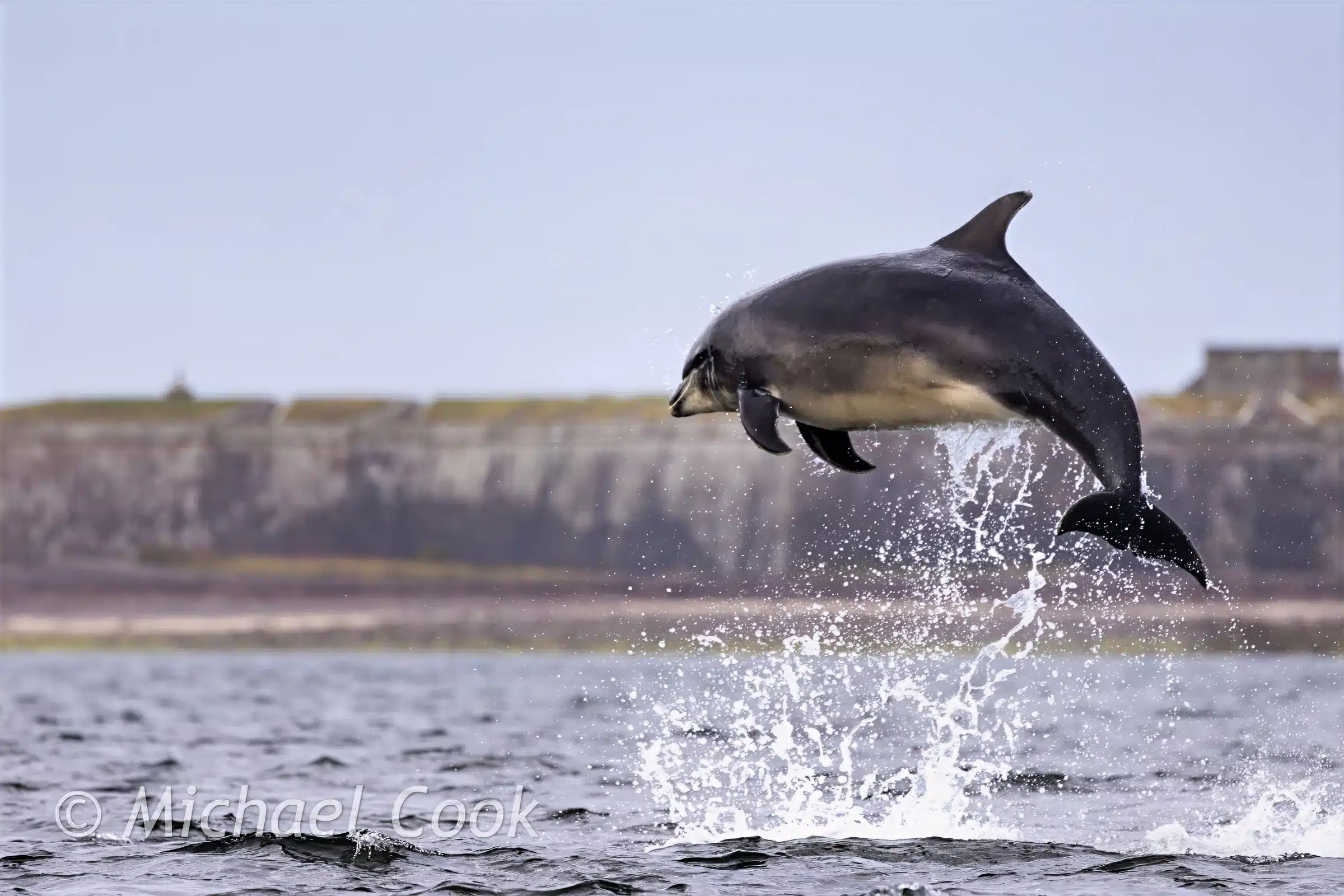 Perhaps my best Chanonry Point Dolphin photo - leaping from the water, creating a splash.