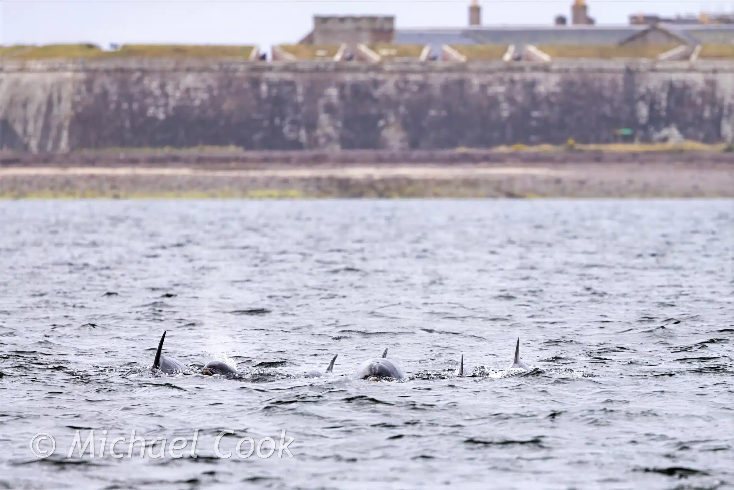 Chanonry Point Dolphins surfacing with Fort George in the background.