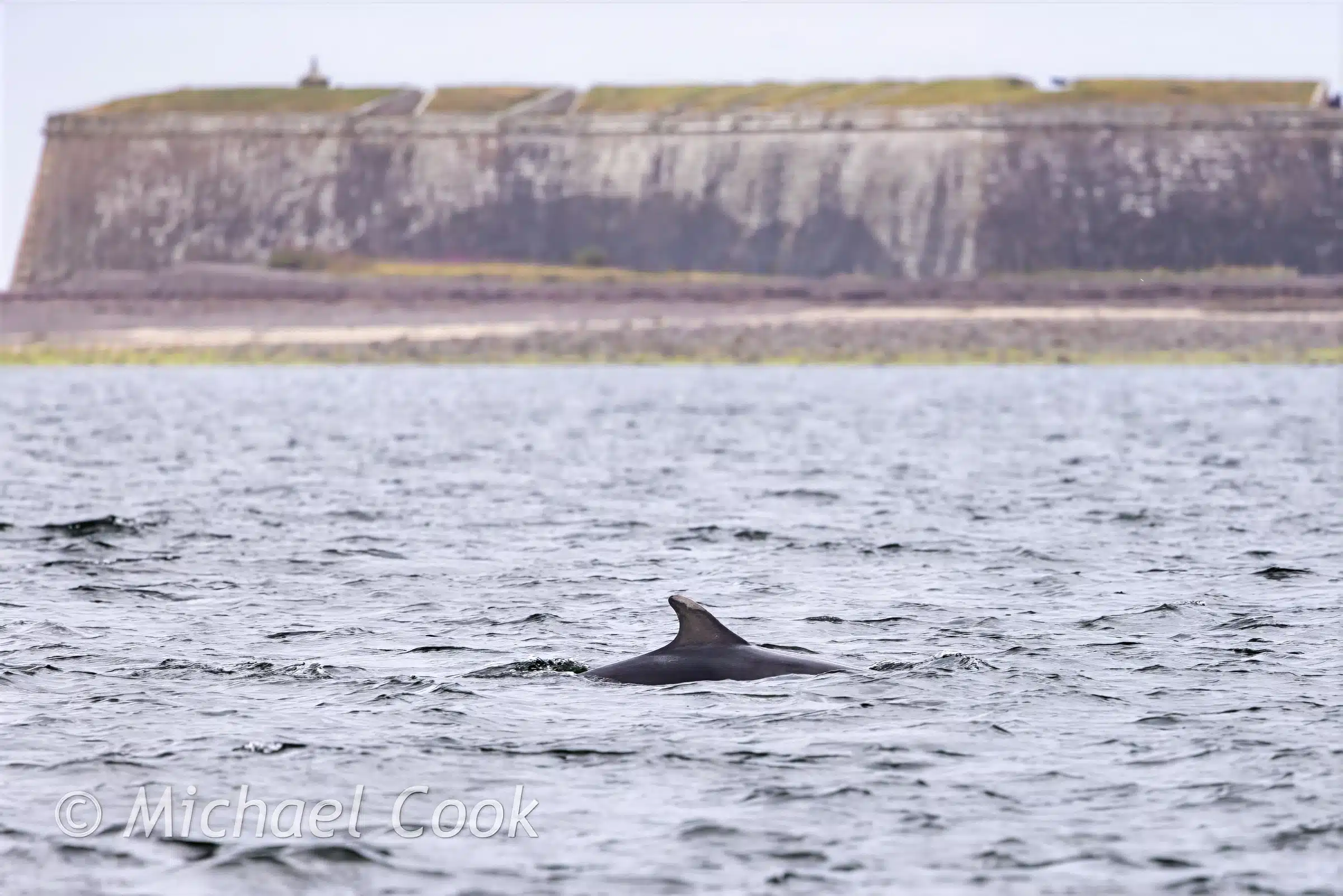 First site of Chanonry Point Dolphin fin breaking the surface of the water at Chanonry Point, with Fort George in the background.