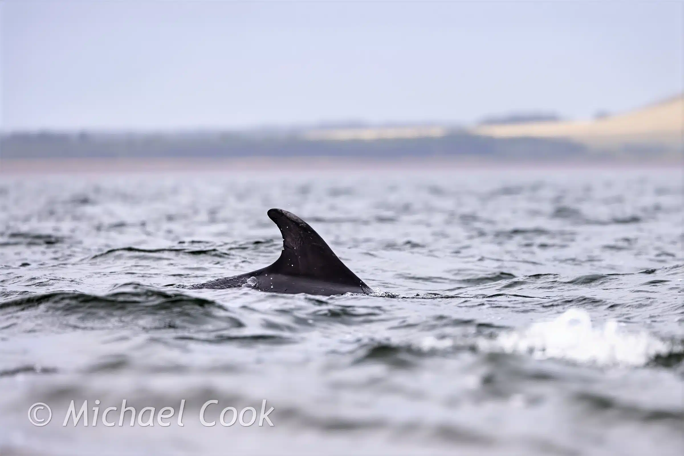 Dolphin fin breaking the surface at Chanonry Point.
