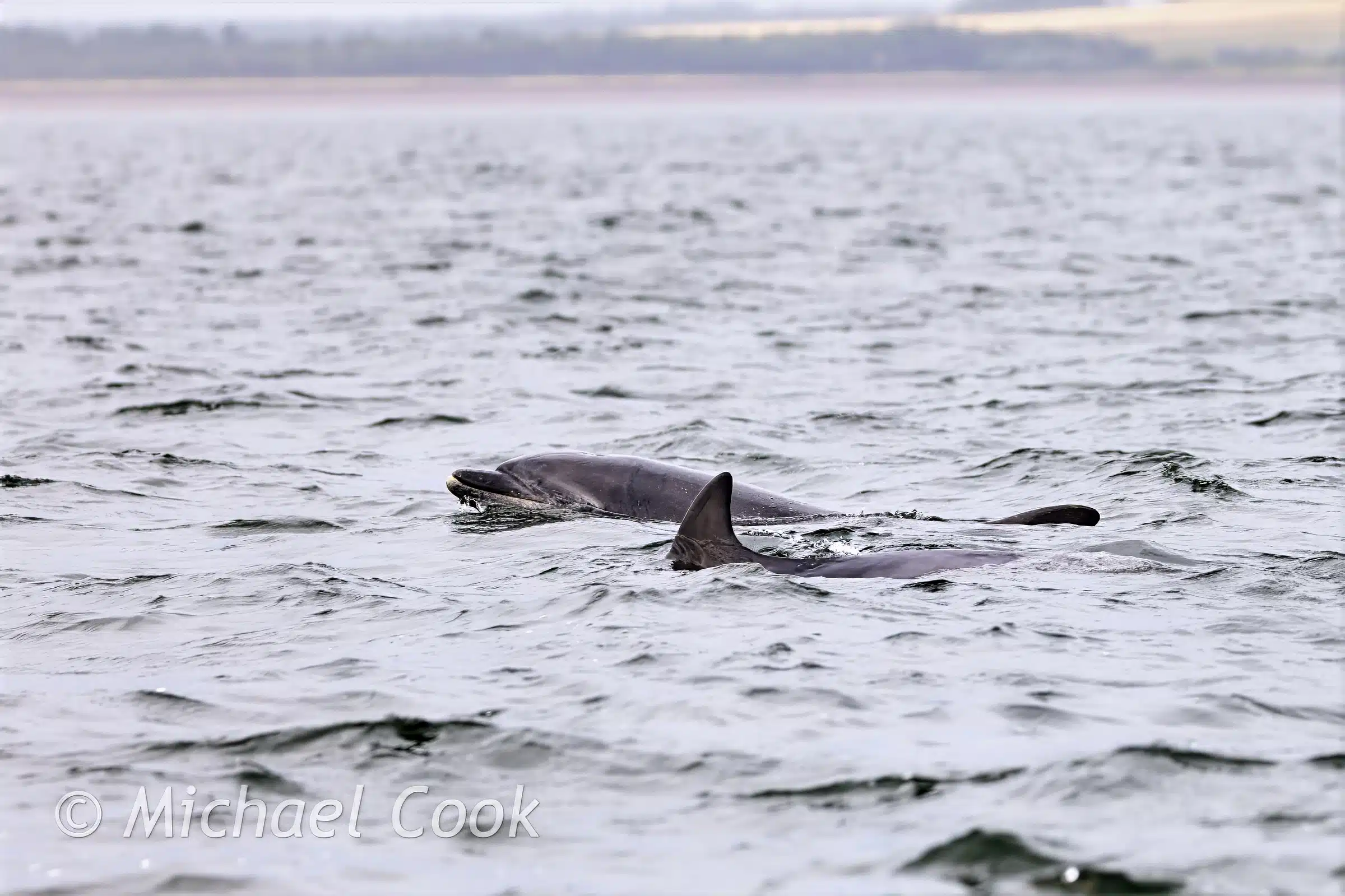 Two dolphins swimming in the water at Chanonry Point.