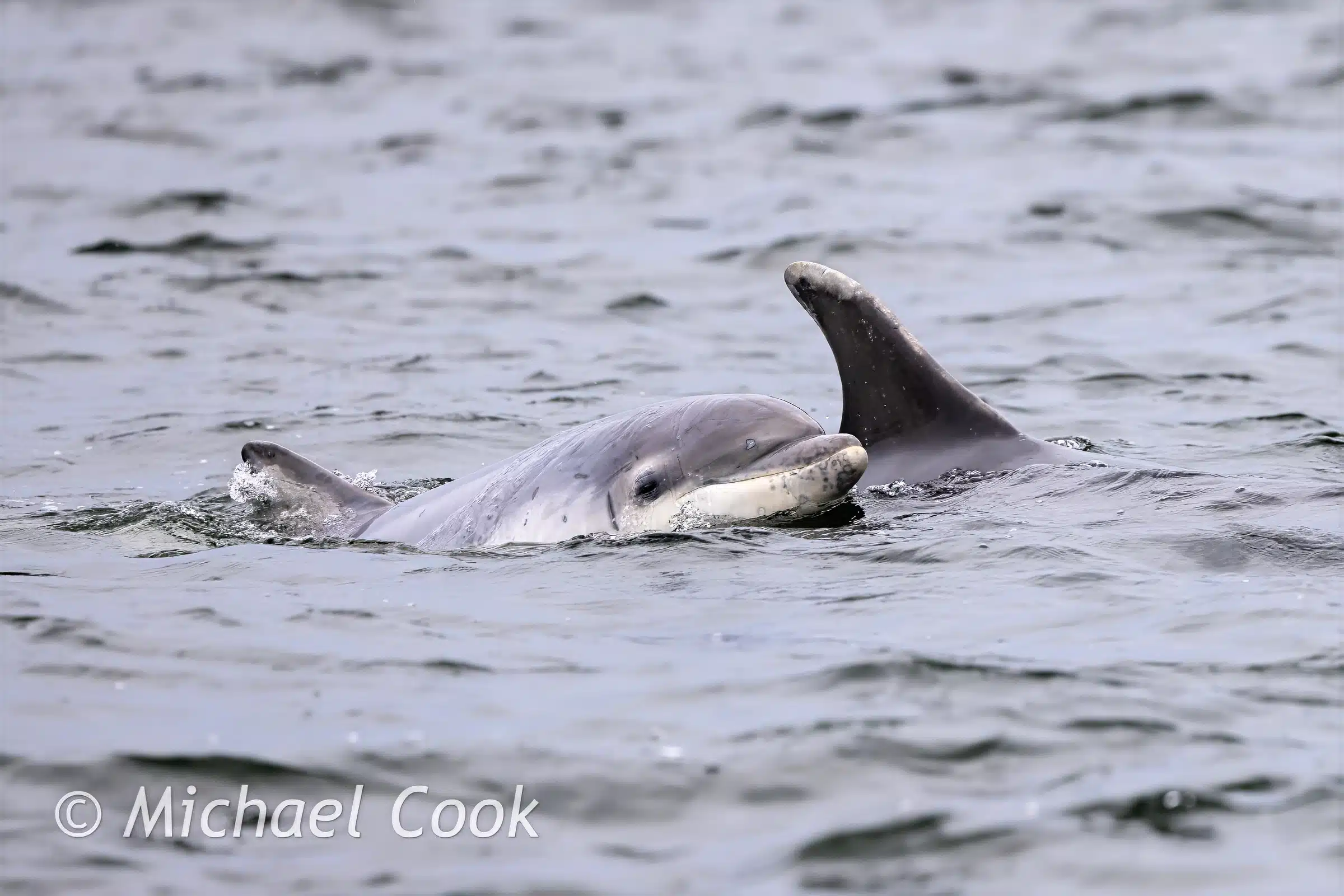 Chanonry Point Dolphin surfacing in the water