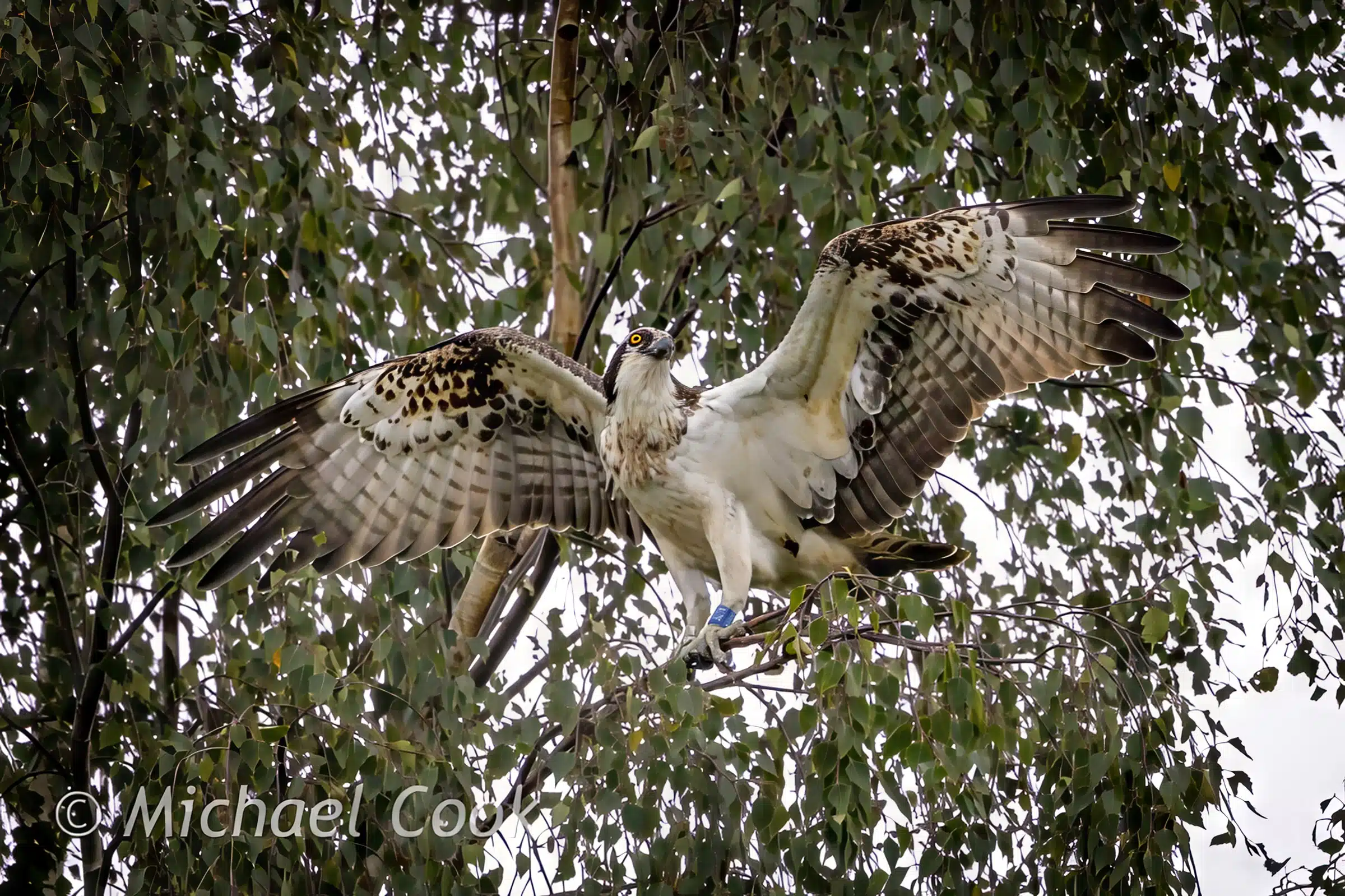 Osprey perched in a tree with wings spread. Photograph Osprey in Scotland.