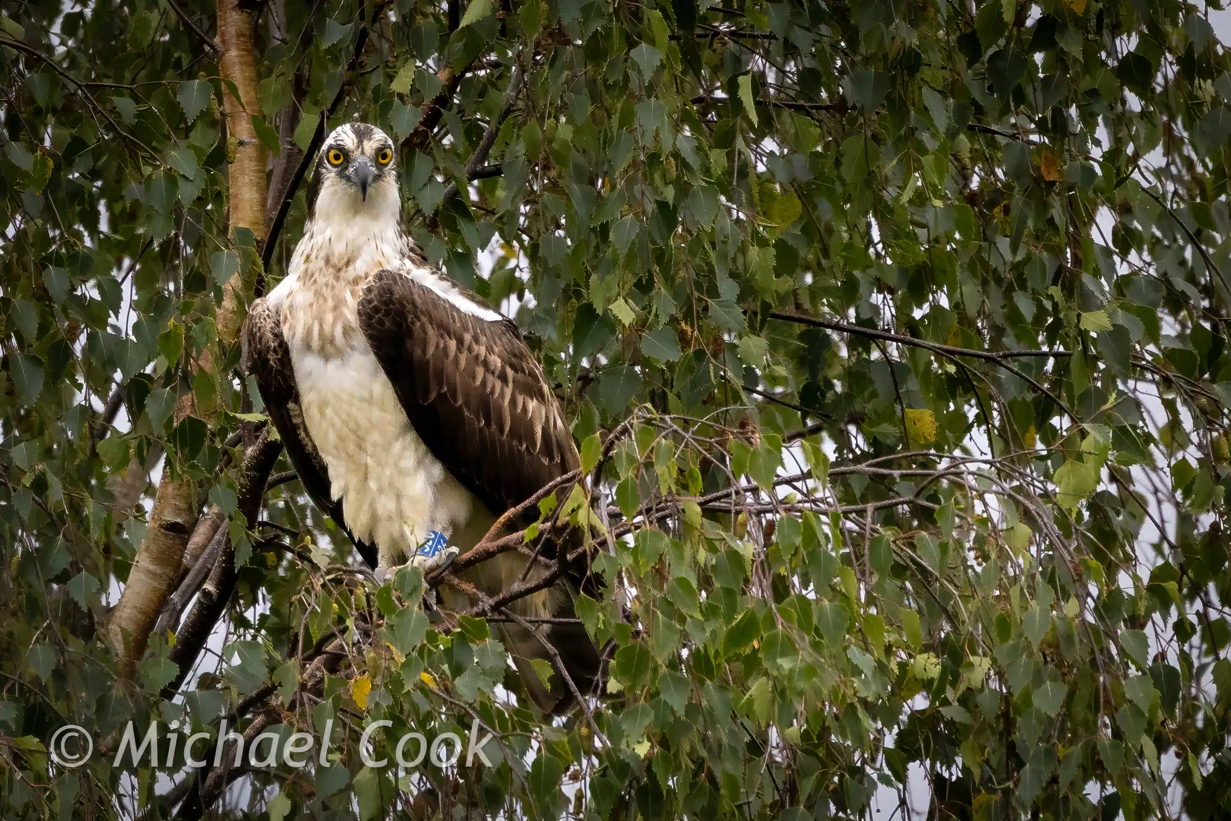 Photograph of an Osprey in Scotland perched in a tree, looking forward.
