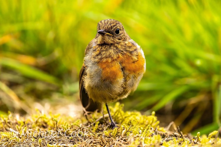 Juvenile robin with mottled brown and orange feathers standing on moss in Scotland.