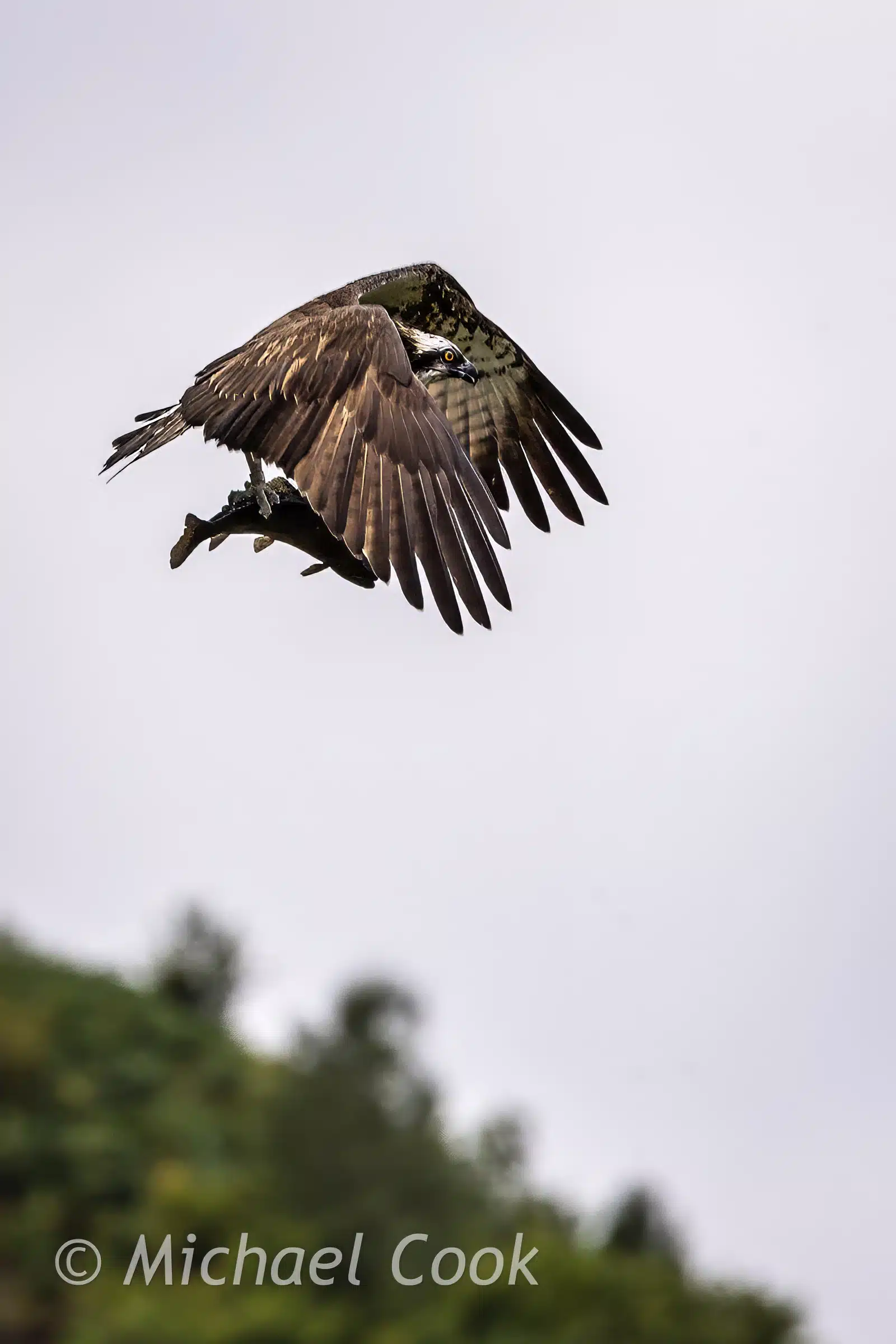 Osprey in Scotland soars with fish, a stunning photograph.