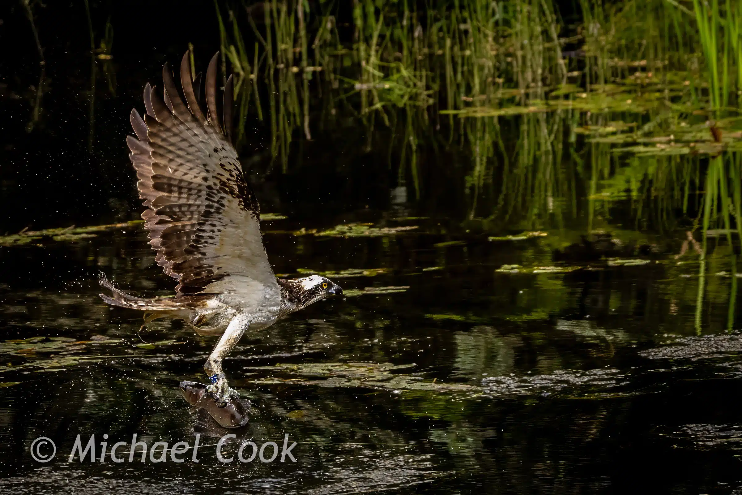 Osprey catching fish in Scotland, wings spread, water splashing.