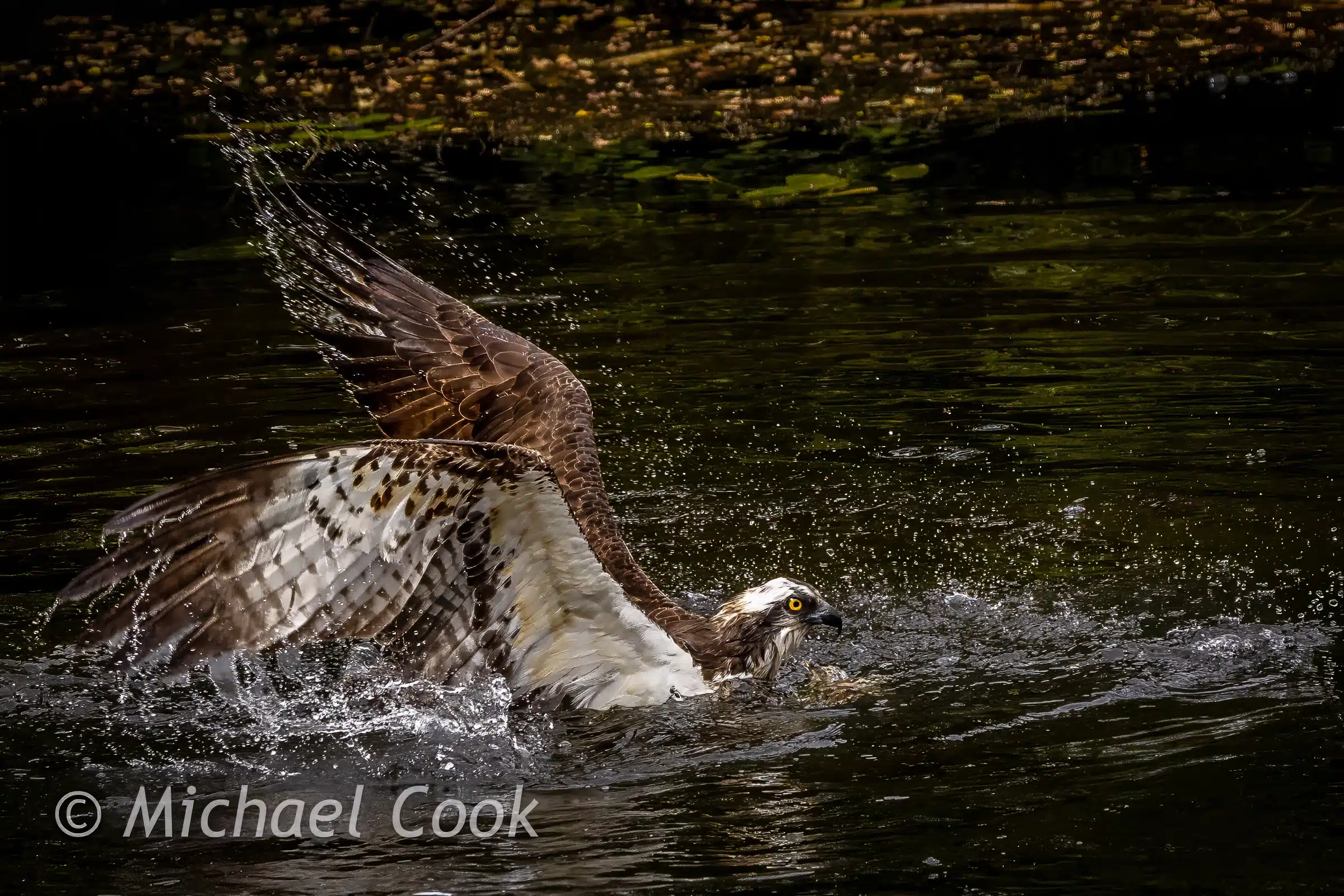 Osprey catching fish in Scotland. Powerful wings create splashes in dark water.