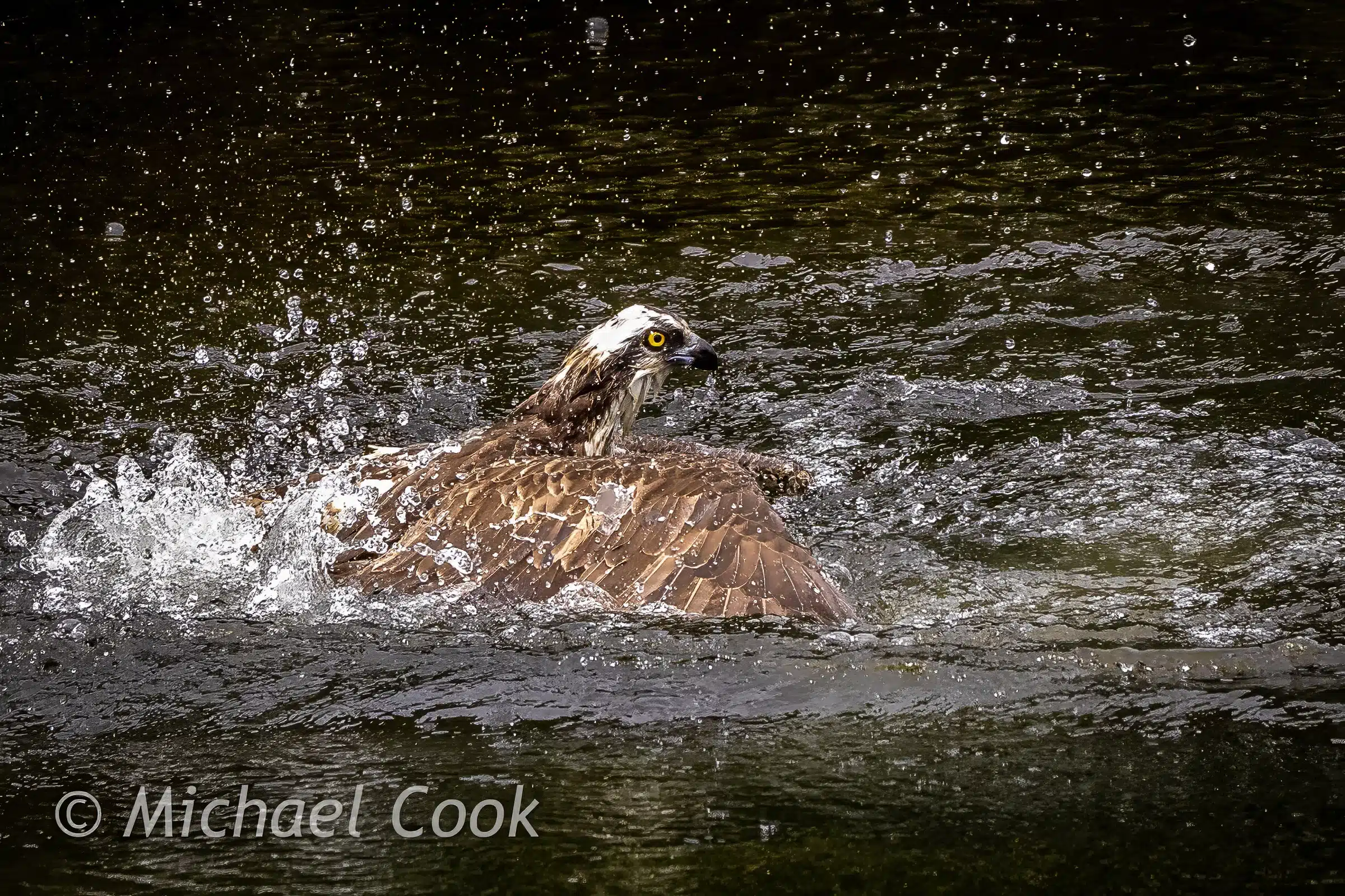 Osprey catching fish in Scotland, wings spread, splashing