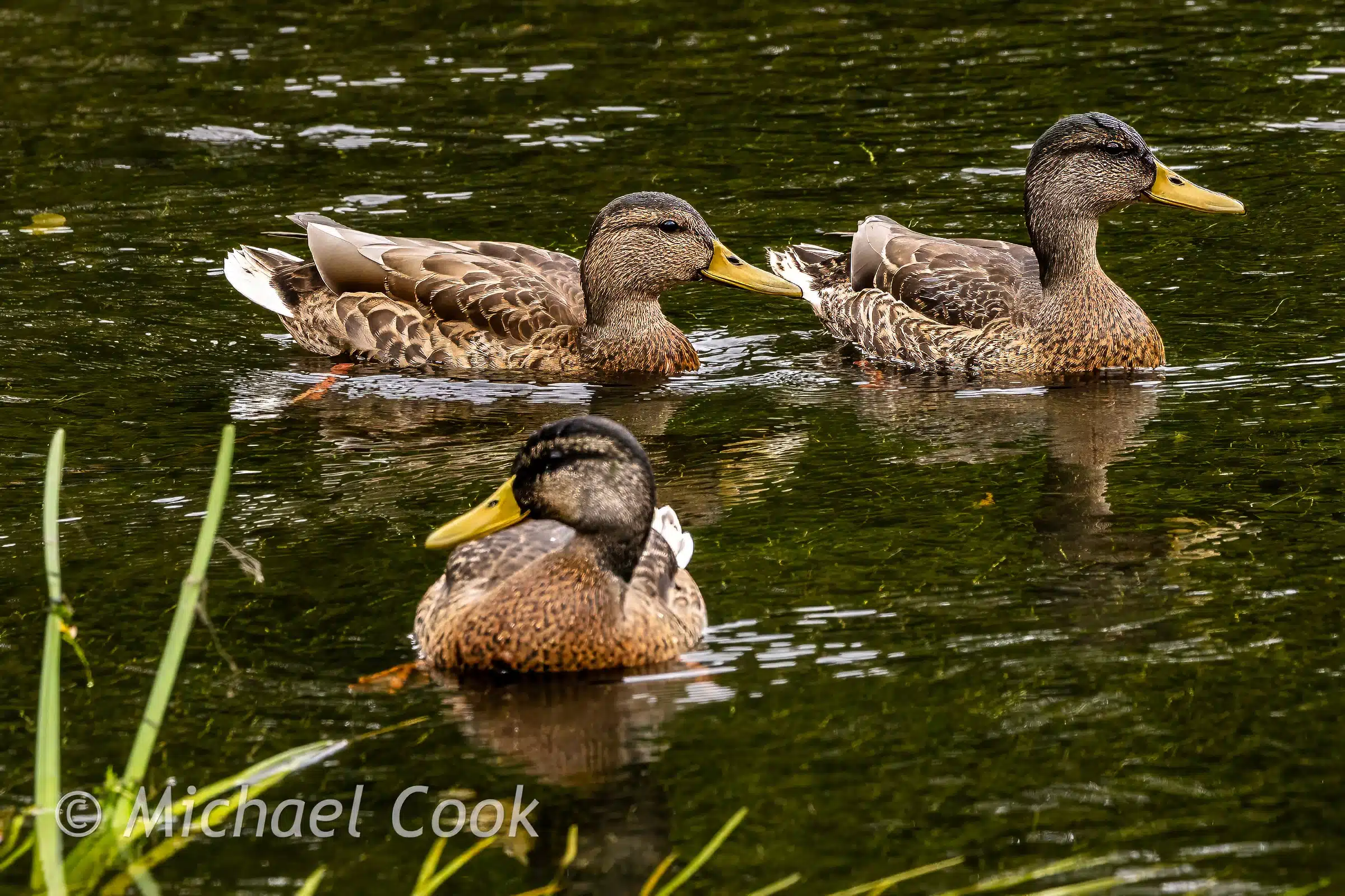 Three female mallard ducks swimming in a pond.