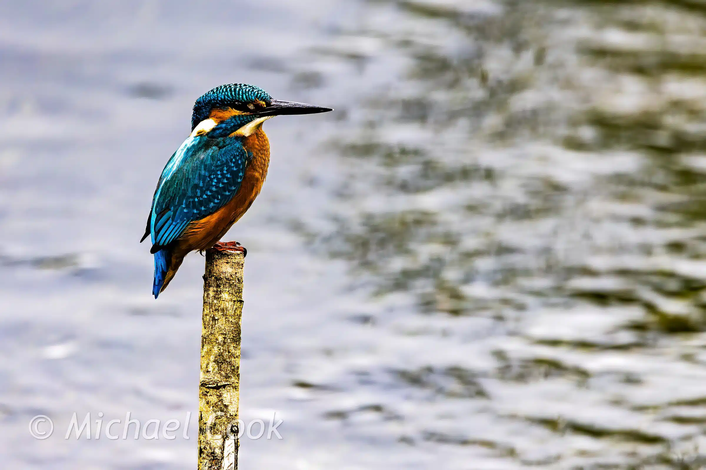 Kingfisher perched on a post, Scotland. Vibrant blue and orange plumage detail.