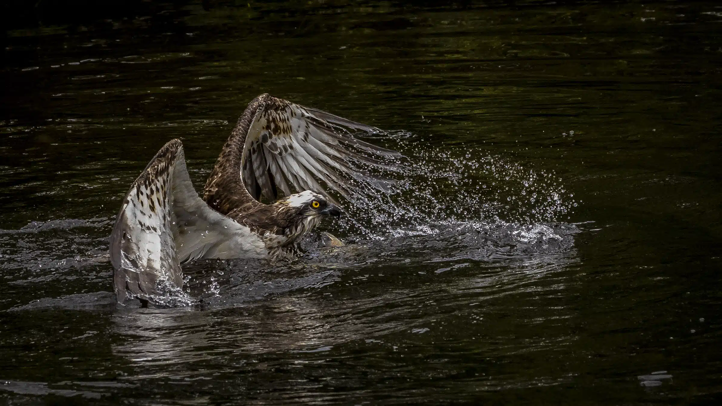 Osprey plunges into dark water, wings spread, capturing prey. Photograph Osprey in Scotland.