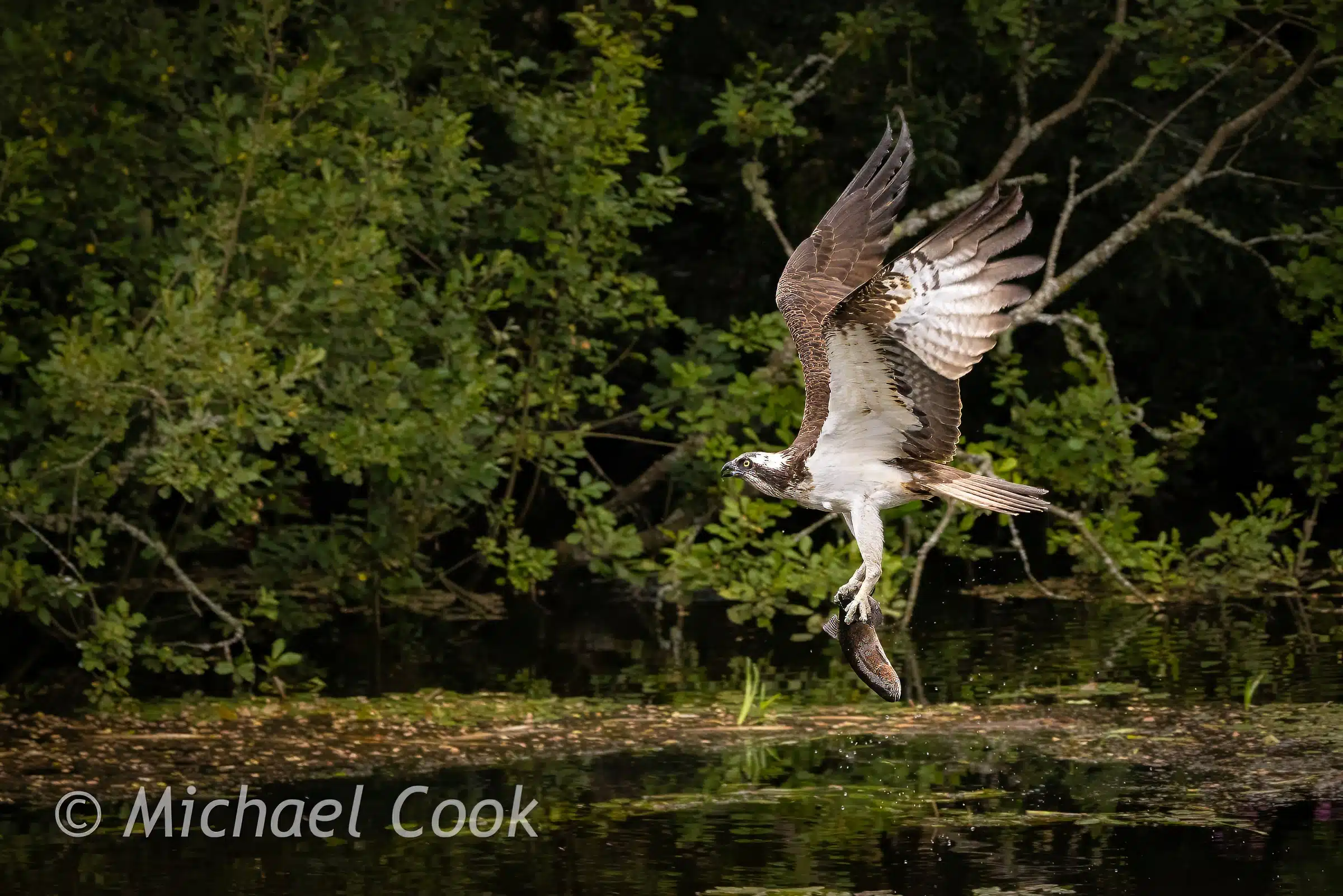 Osprey in flight over water in Scotland, carrying a fish. Photograph Osprey in Scotland.