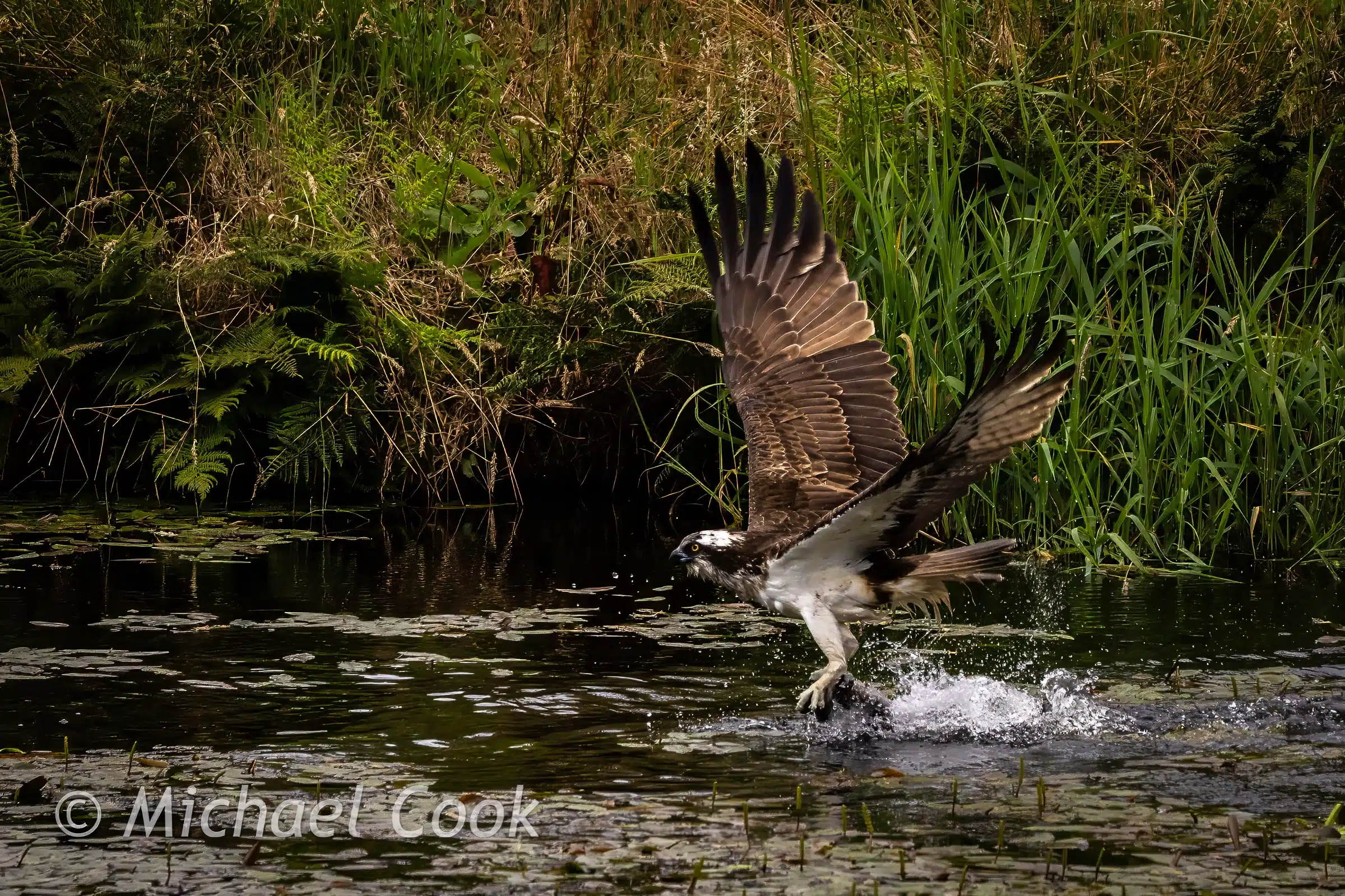 Osprey taking flight with a fish in Scotland photograph.