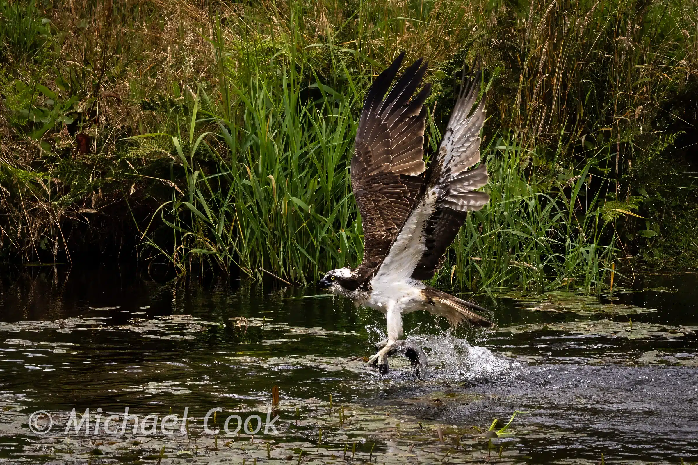 Osprey catching fish in Scotland, wings spread, water splashing.