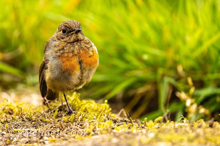 Young robin perched on mossy ground in Scotland, its orange breast feathers puffed out.