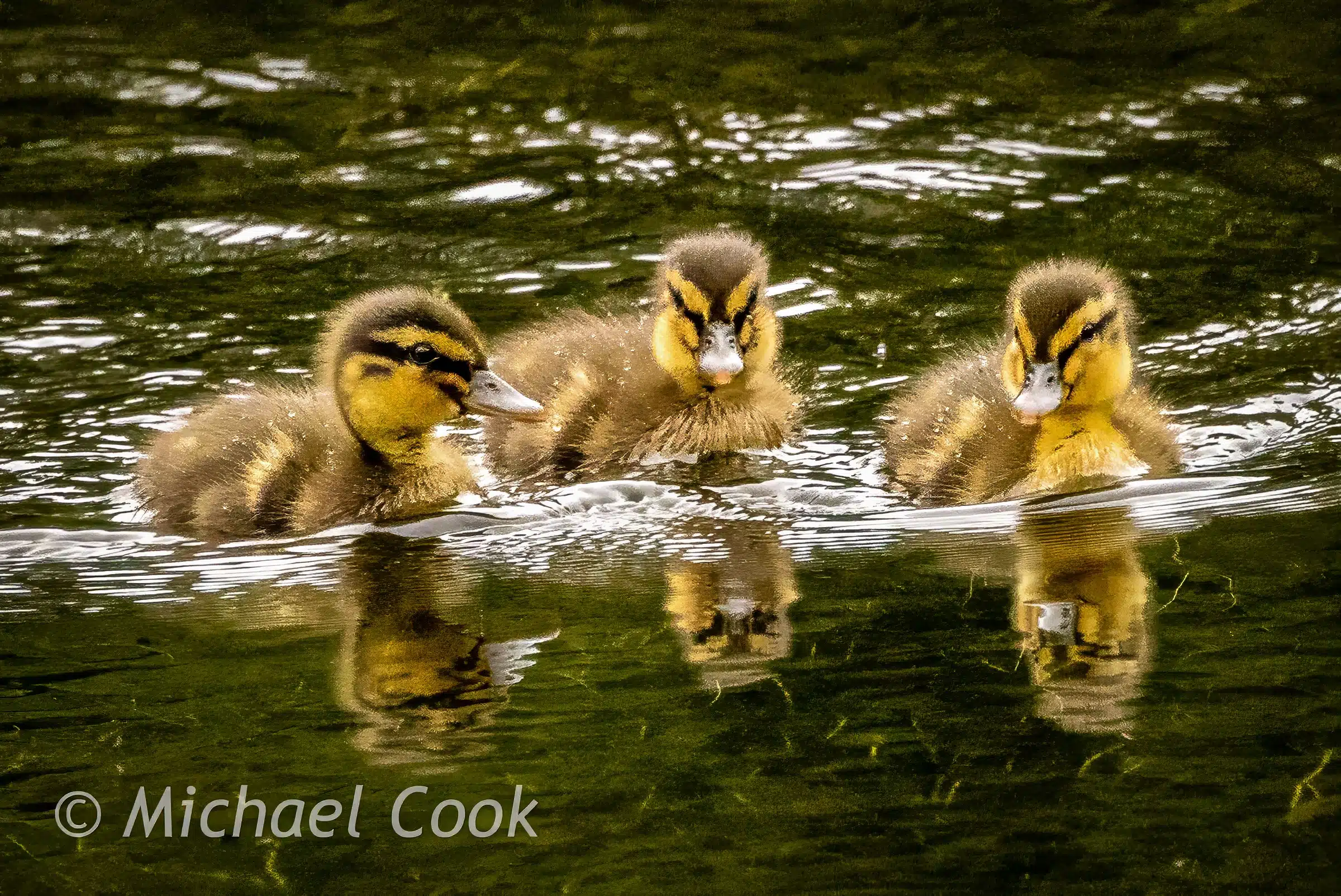 Three ducklings swimming in pond water, reflections visible.