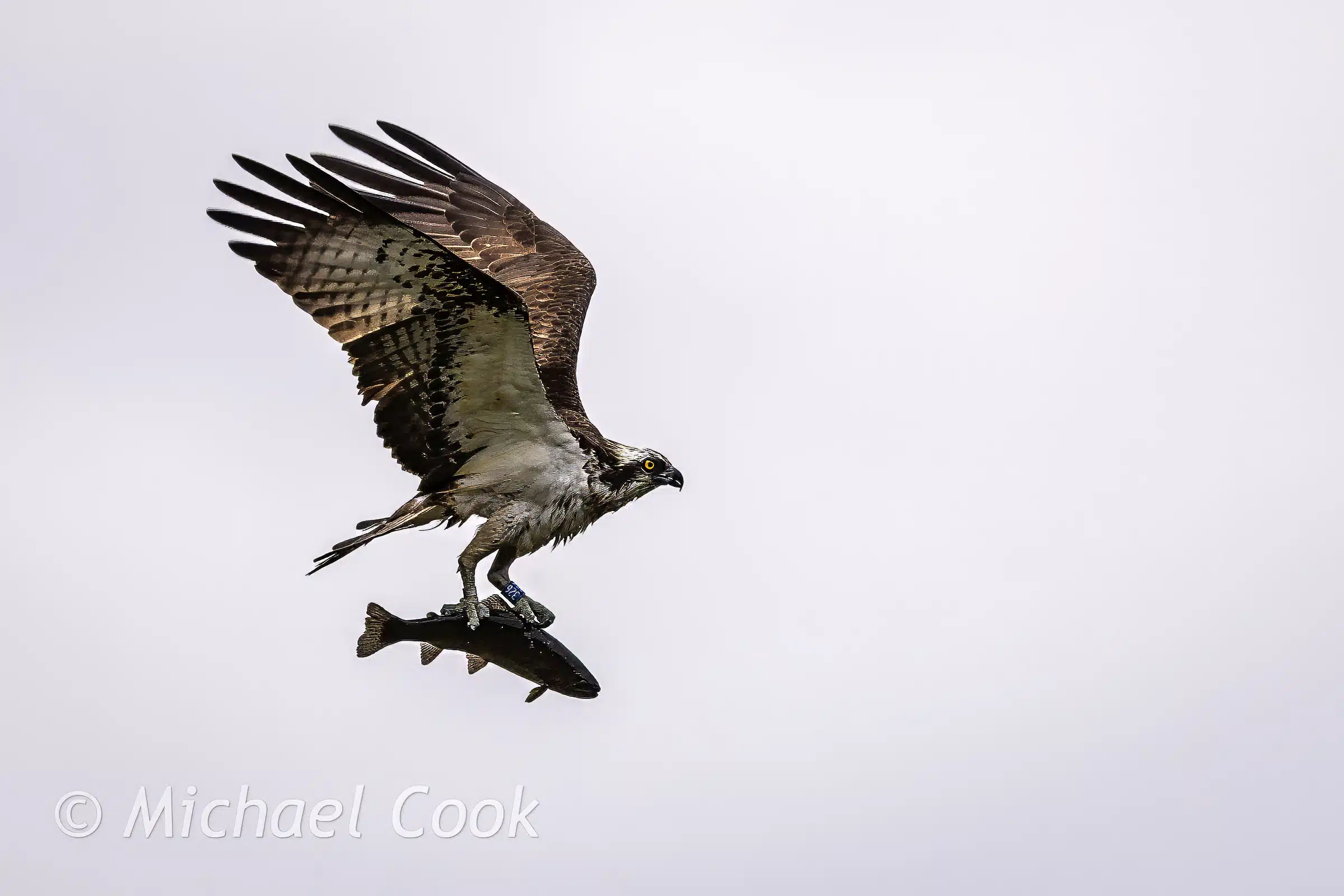 Osprey in flight with fish, photograph Osprey in Scotland.