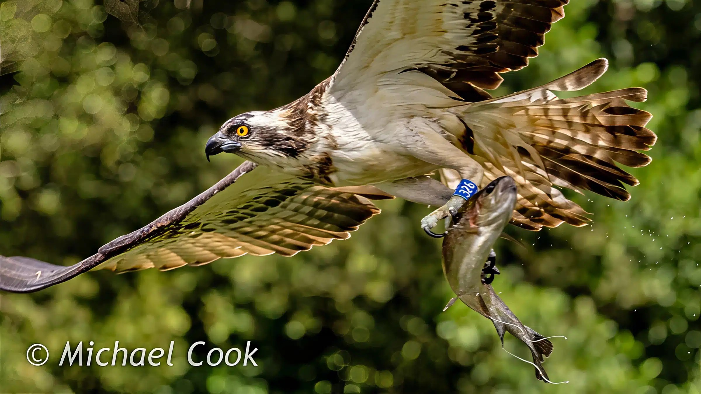 Osprey in Scotland soars with fish, identifiable by tag 326