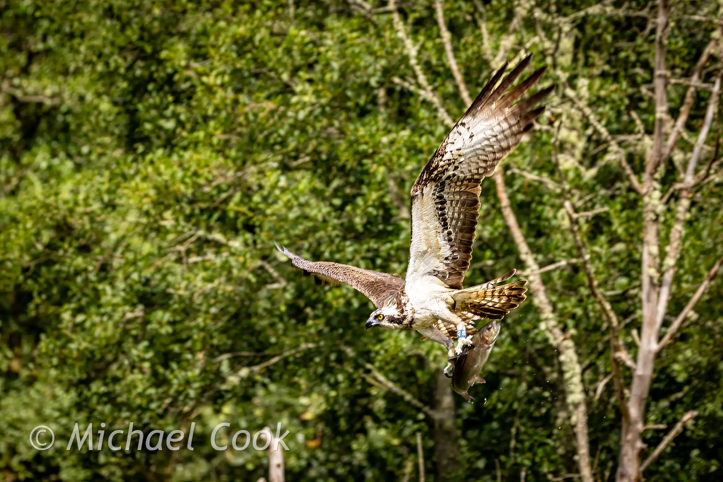 Osprey in flight with fish, Scotland. Photograph Osprey in Scotland.