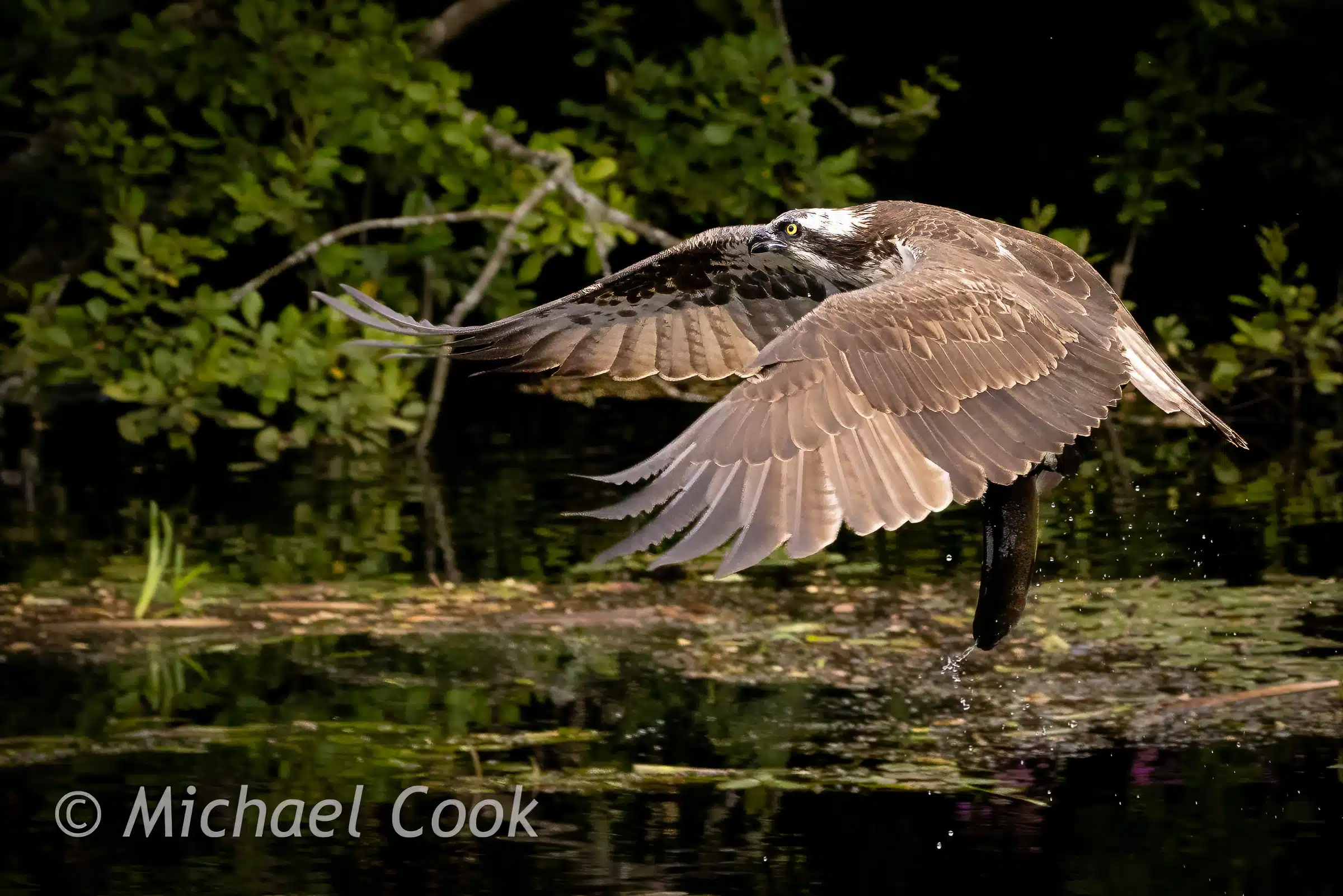 Osprey in flight over water, carrying a fish. Photograph Osprey in Scotland.