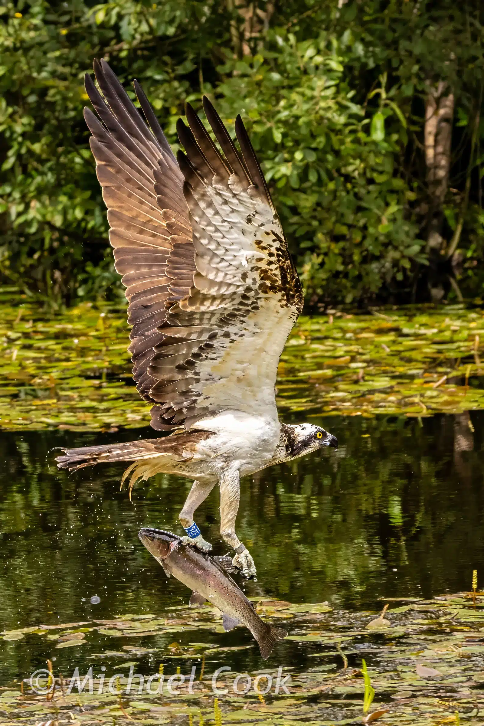 Osprey catching fish in Scotland, wings spread, ready for flight.