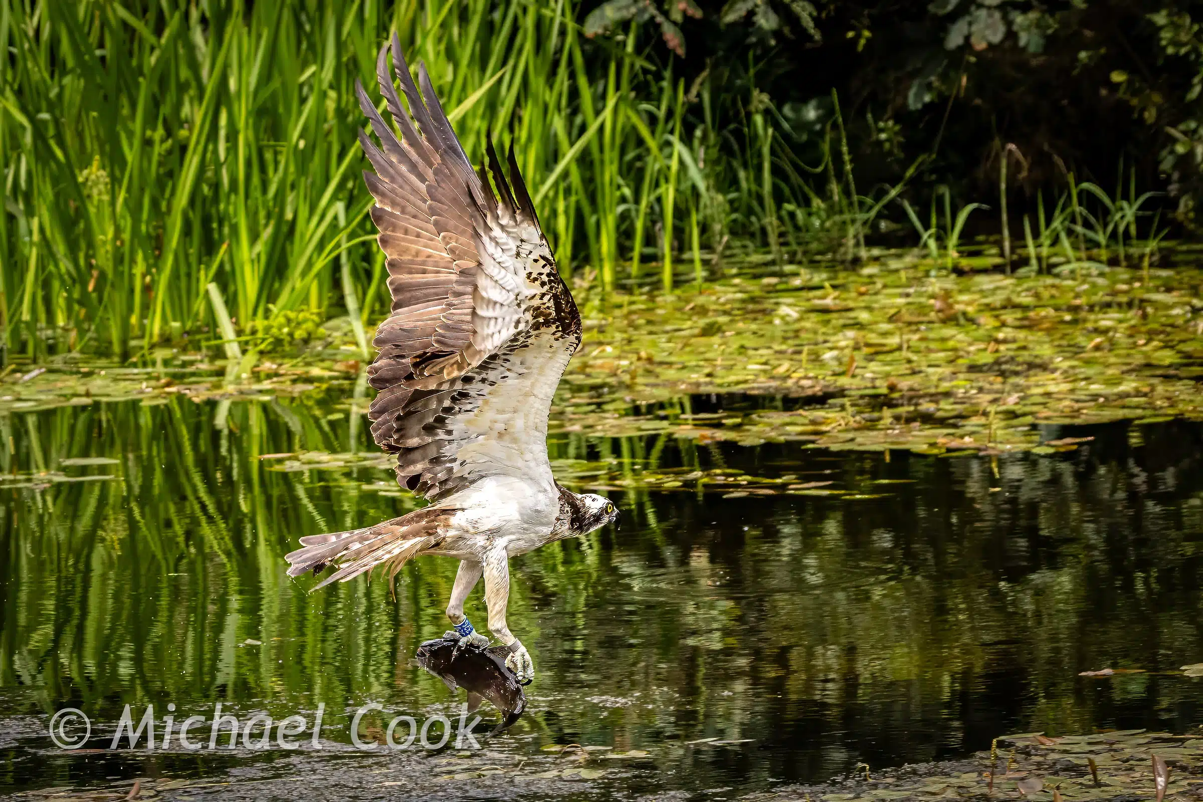Osprey in Scotland takes flight from water with fish in talons, wings spread wide.