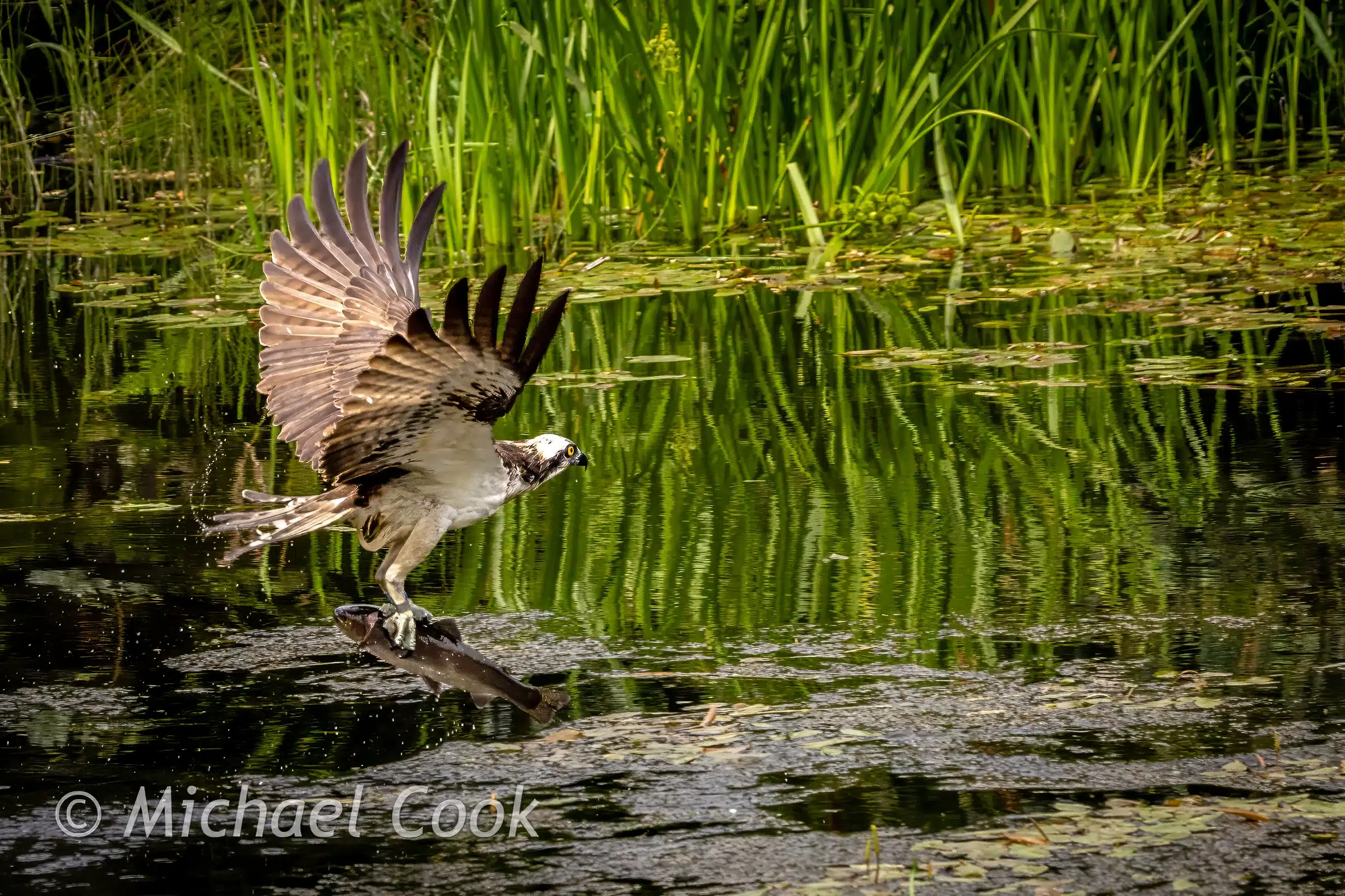 Osprey taking flight from a log in Scotland, wings spread wide