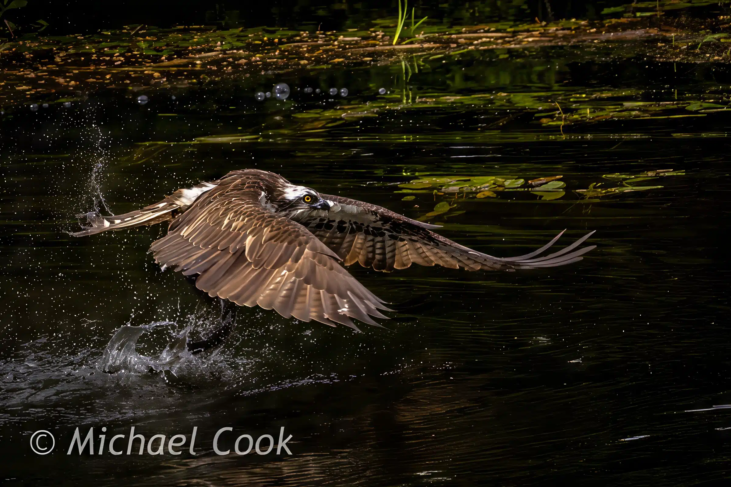Osprey photographed in Scotland emerging from dark water with wings spread, water splashing.
