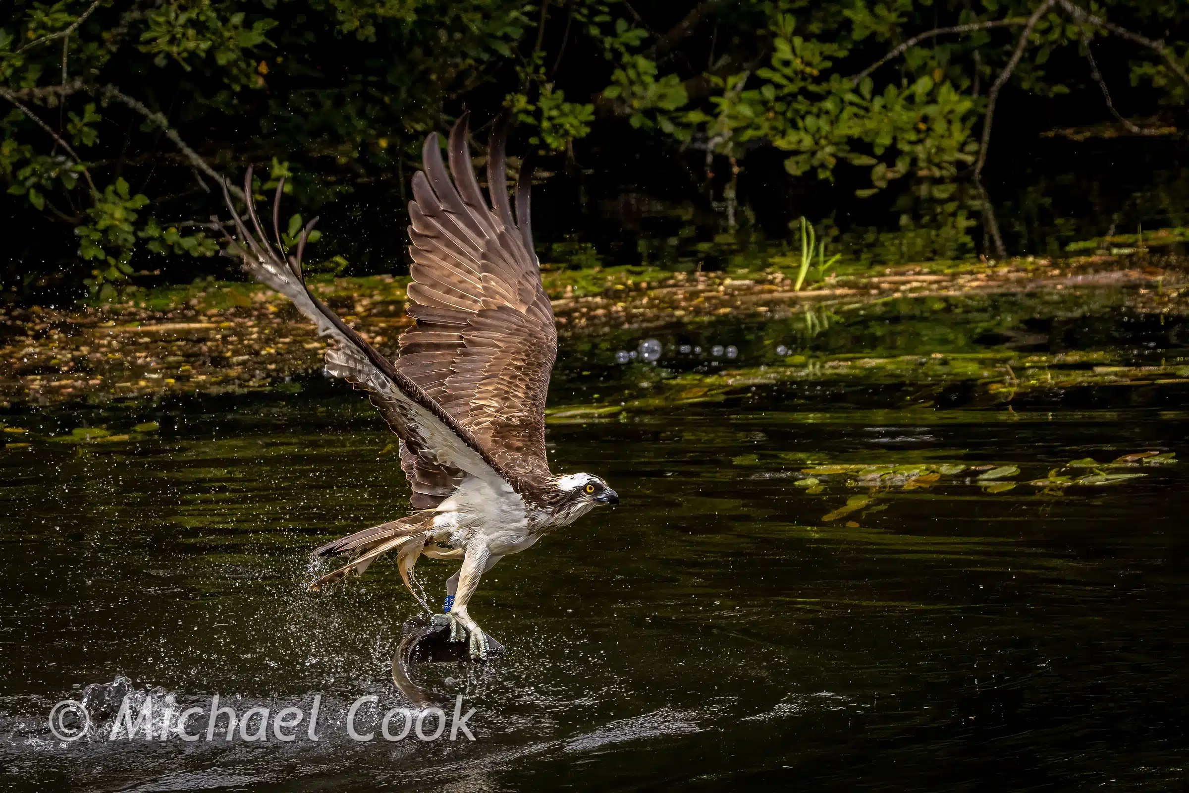 Osprey catching fish in Scotland.