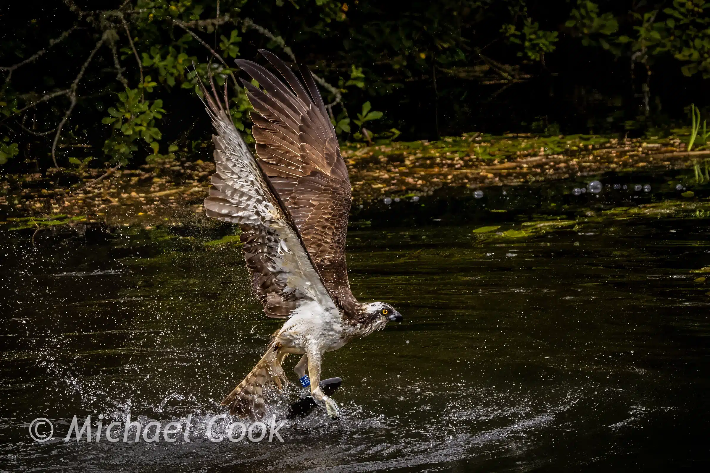 Osprey catching fish in Scotland. The bird is lifting out of the water with a fish in its talons.