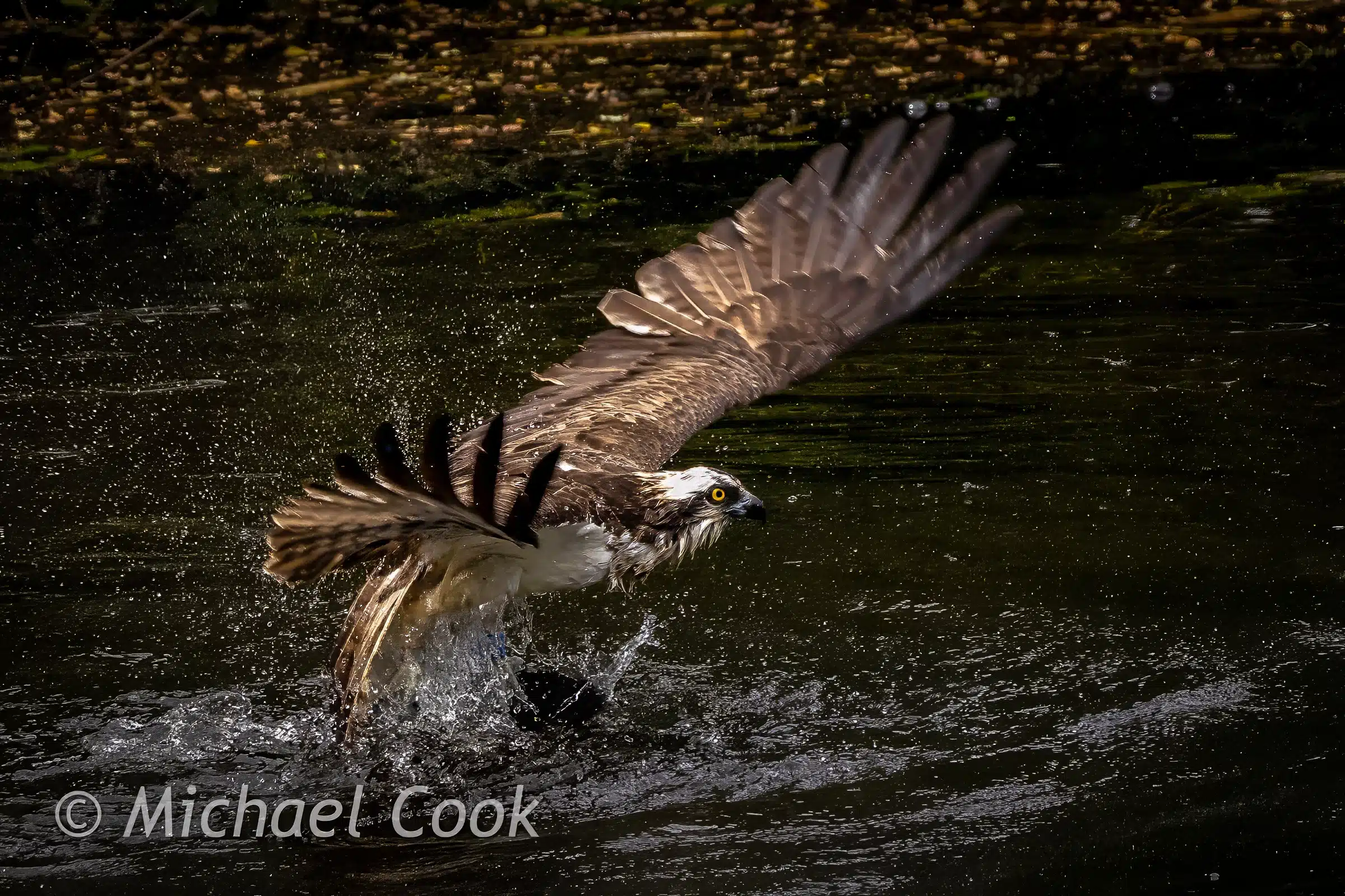 Osprey catches fish in Scotland.