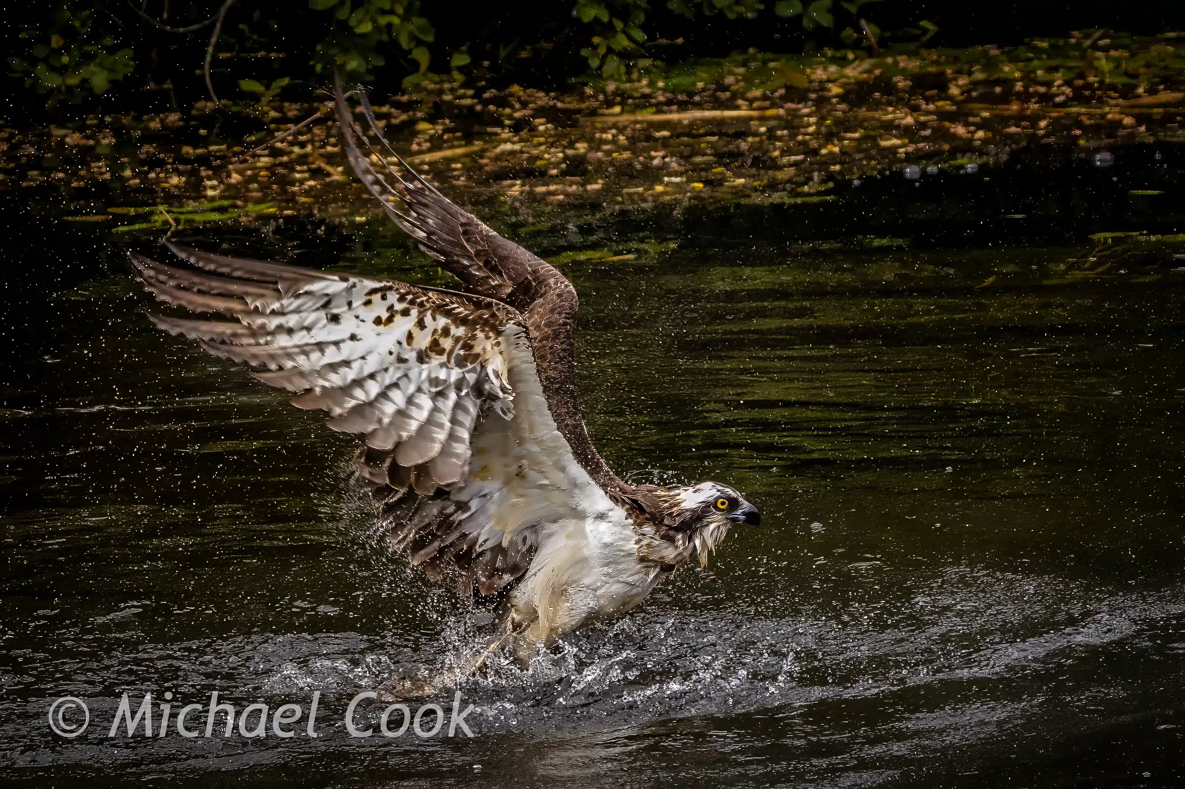 Osprey taking flight from water in Scotland. Photograph Osprey in Scotland.