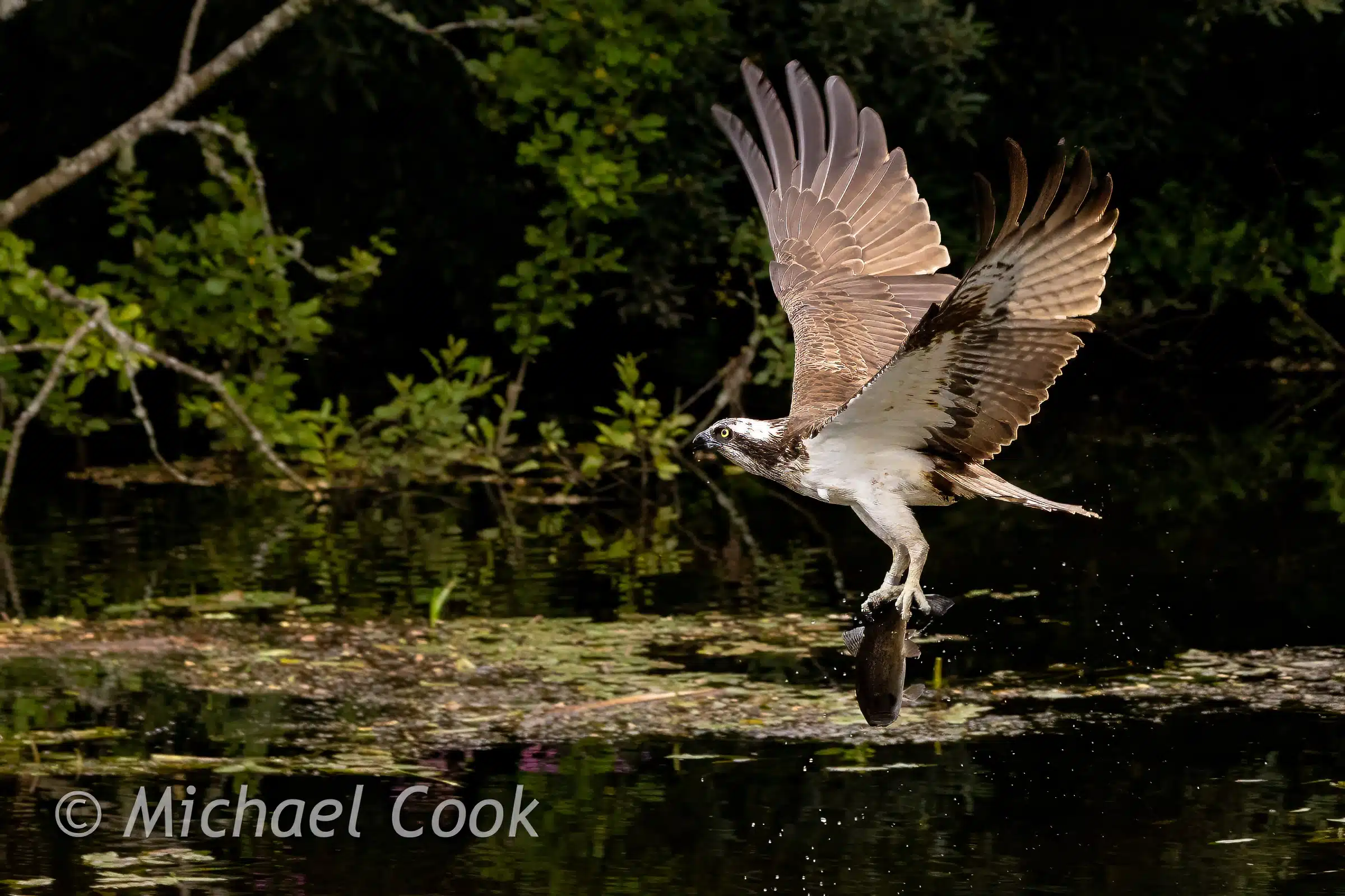 Osprey with fish, Scotland. Photograph Osprey in Scotland.