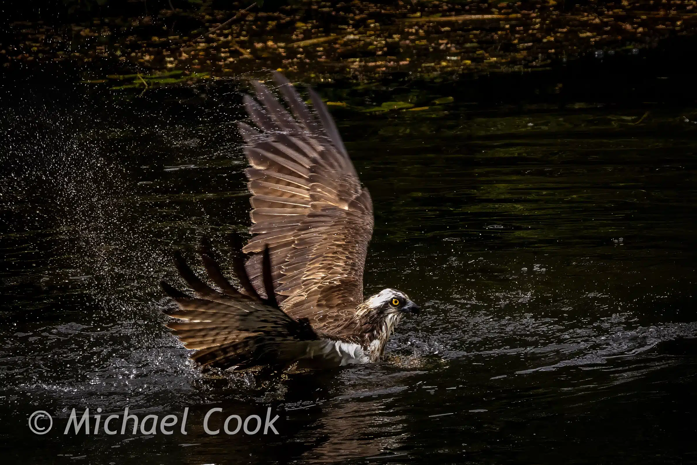 Osprey catching fish in Scotland, wings spread, water splashing.