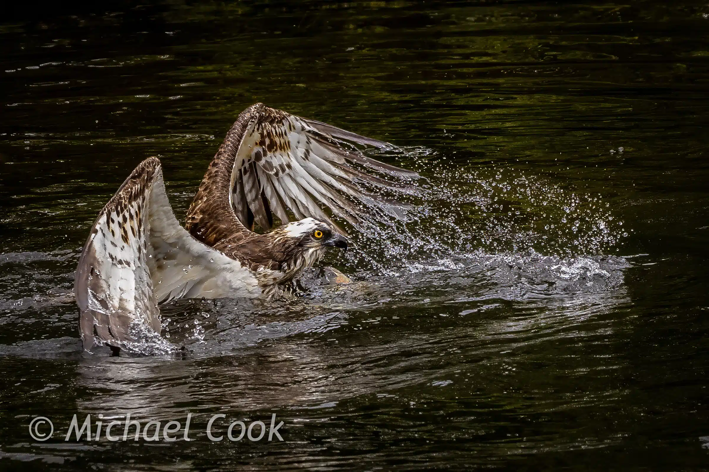 Osprey catching fish in Scotland, wings spread, water splashing. Photograph Osprey in Scotland.