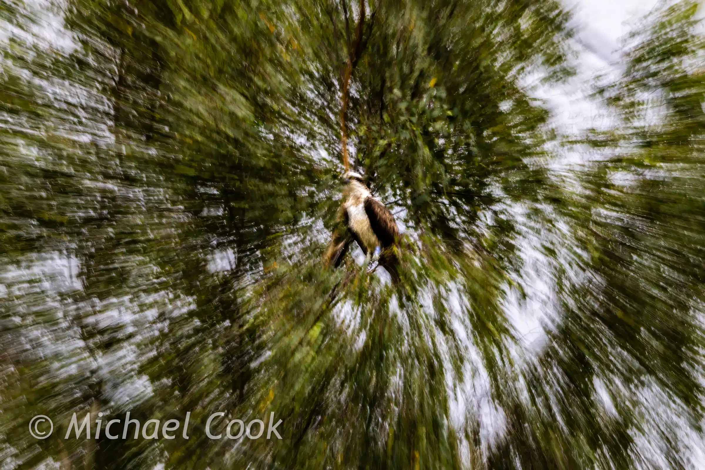 Photograph Osprey in Scotland, perched in a tree with motion blur.