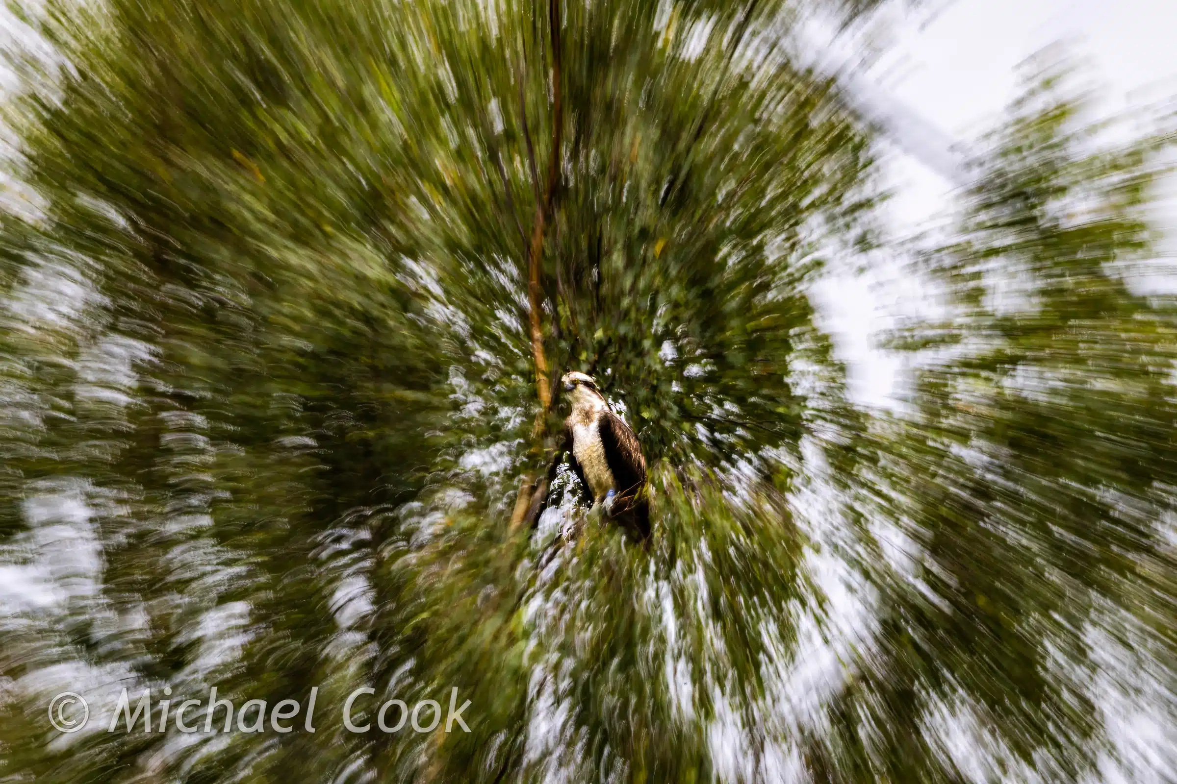 Osprey perched in a tree, zoom effect. Photograph Osprey in Scotland.