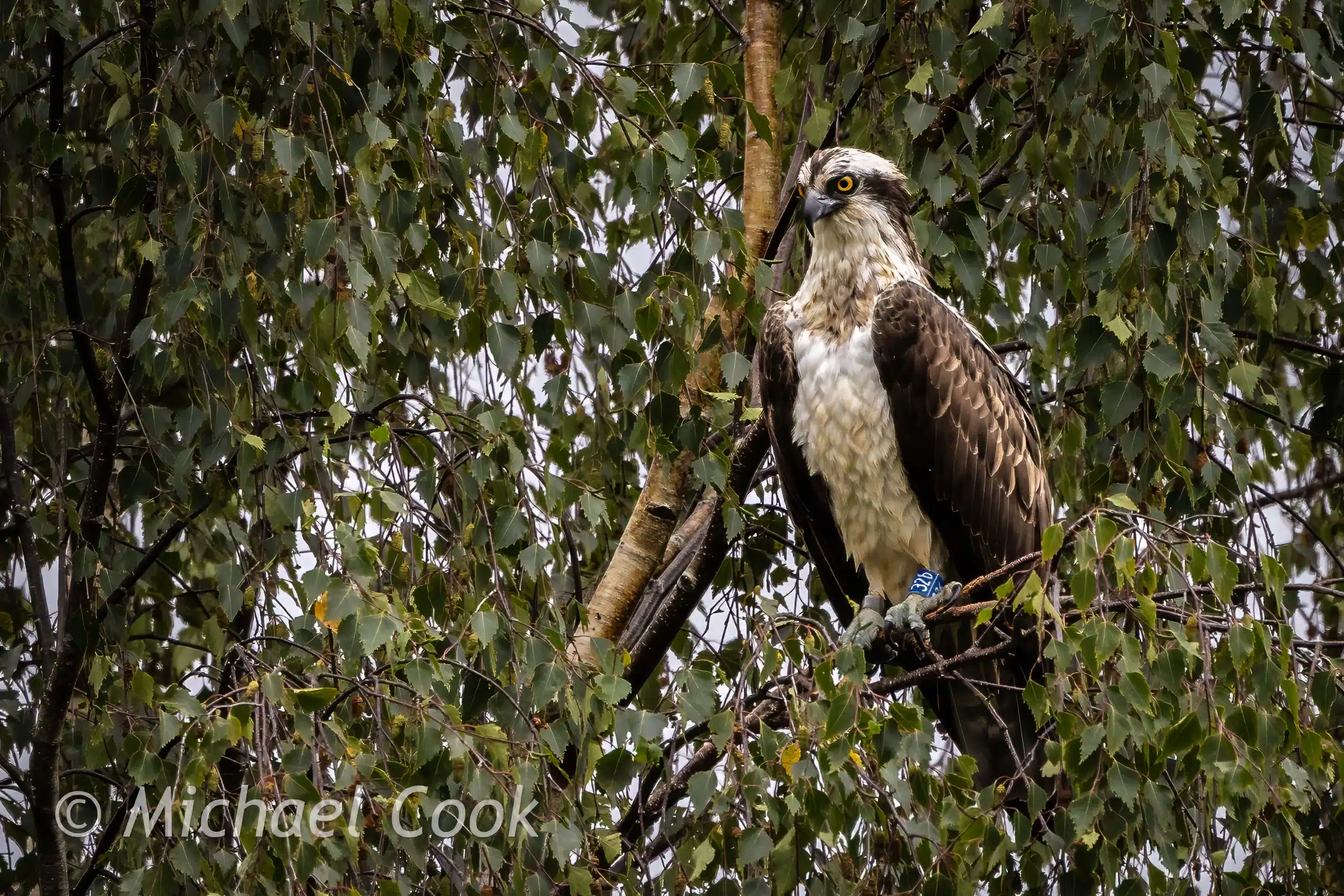Osprey perched in a tree in Scotland, photographed with blue leg band.