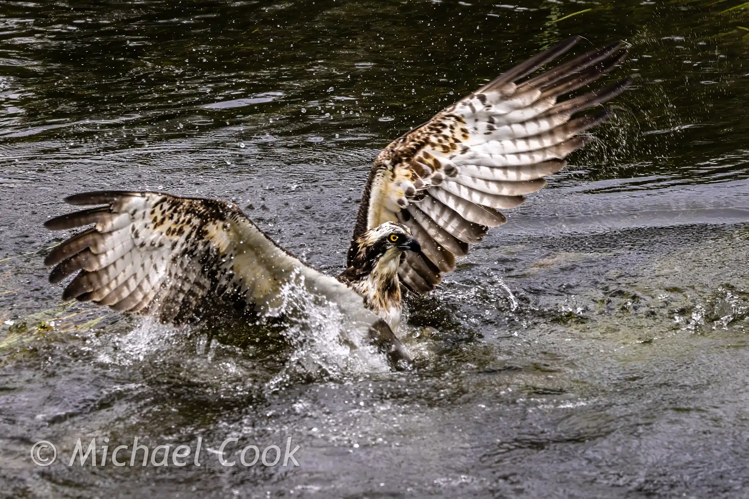 Osprey mid-splash in water, wings spread. Photograph Osprey in Scotland.
