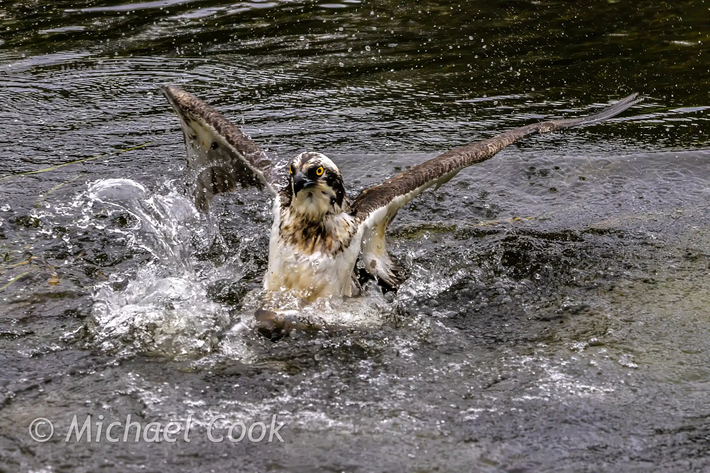 Osprey mid-catch in water, wings spread. Photograph Osprey in Scotland.