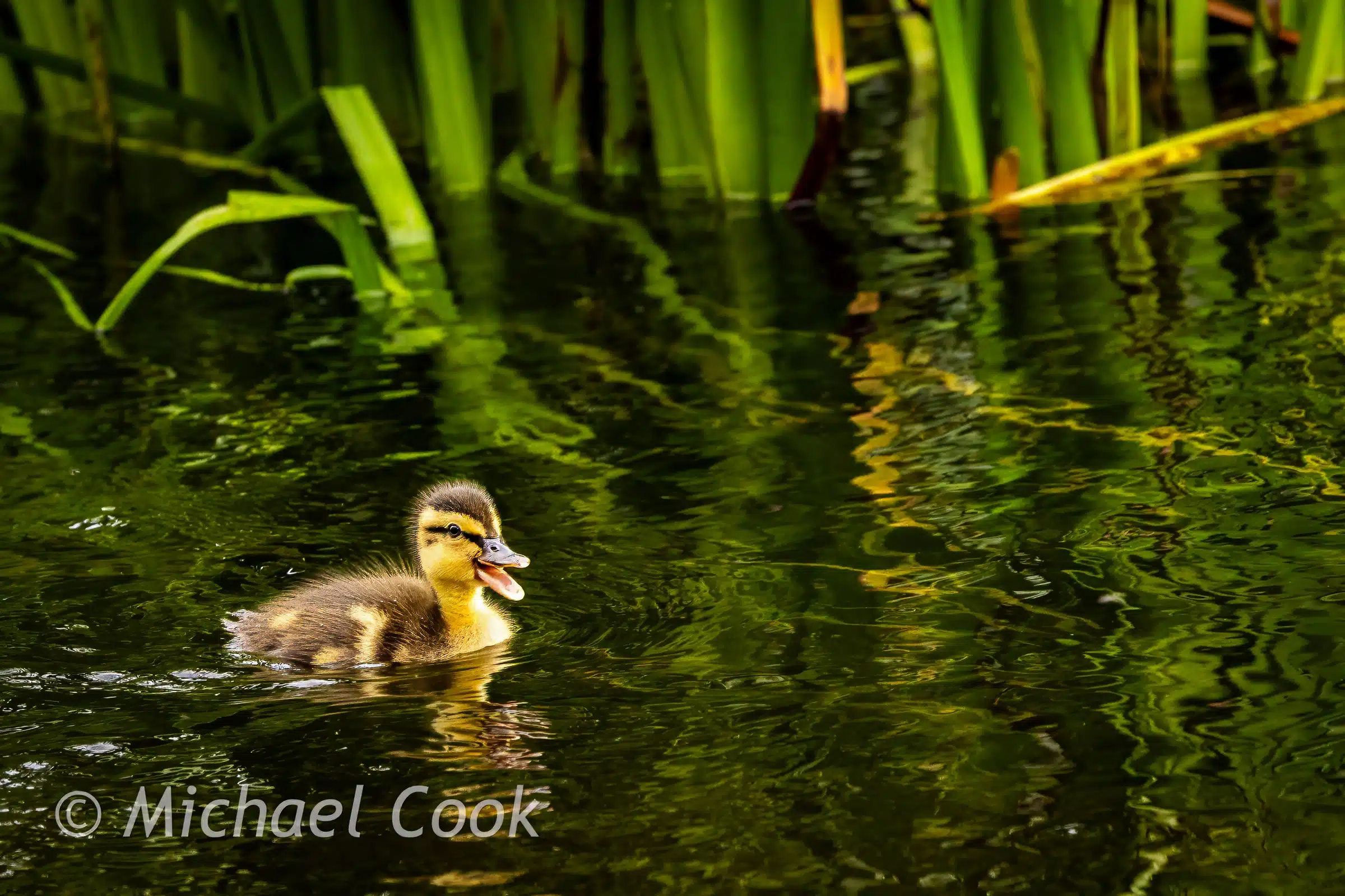 Duckling swimming in water with reeds, open beak. Scotland wildlife.