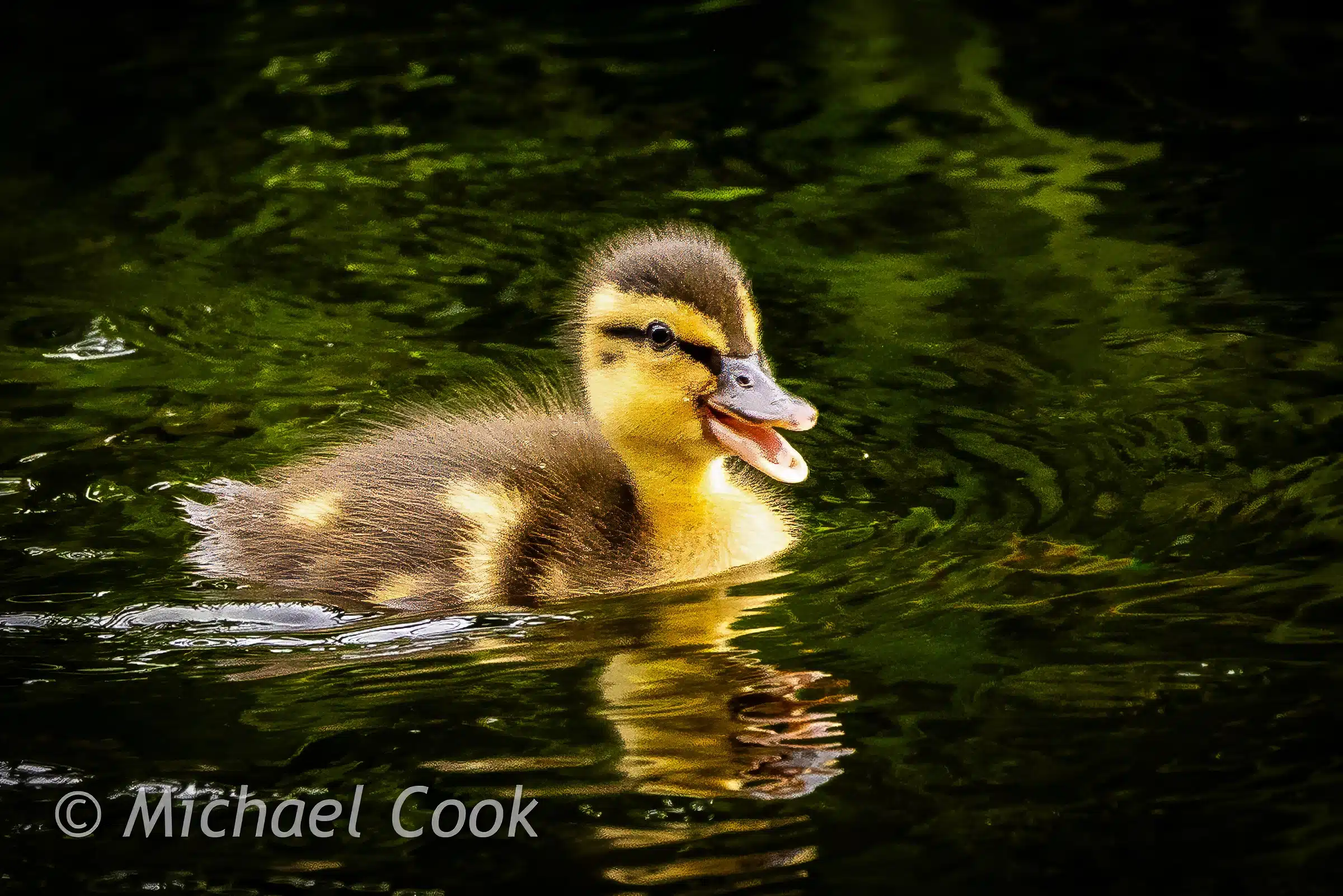 Duckling swimming, mouth open, reflected in dark water