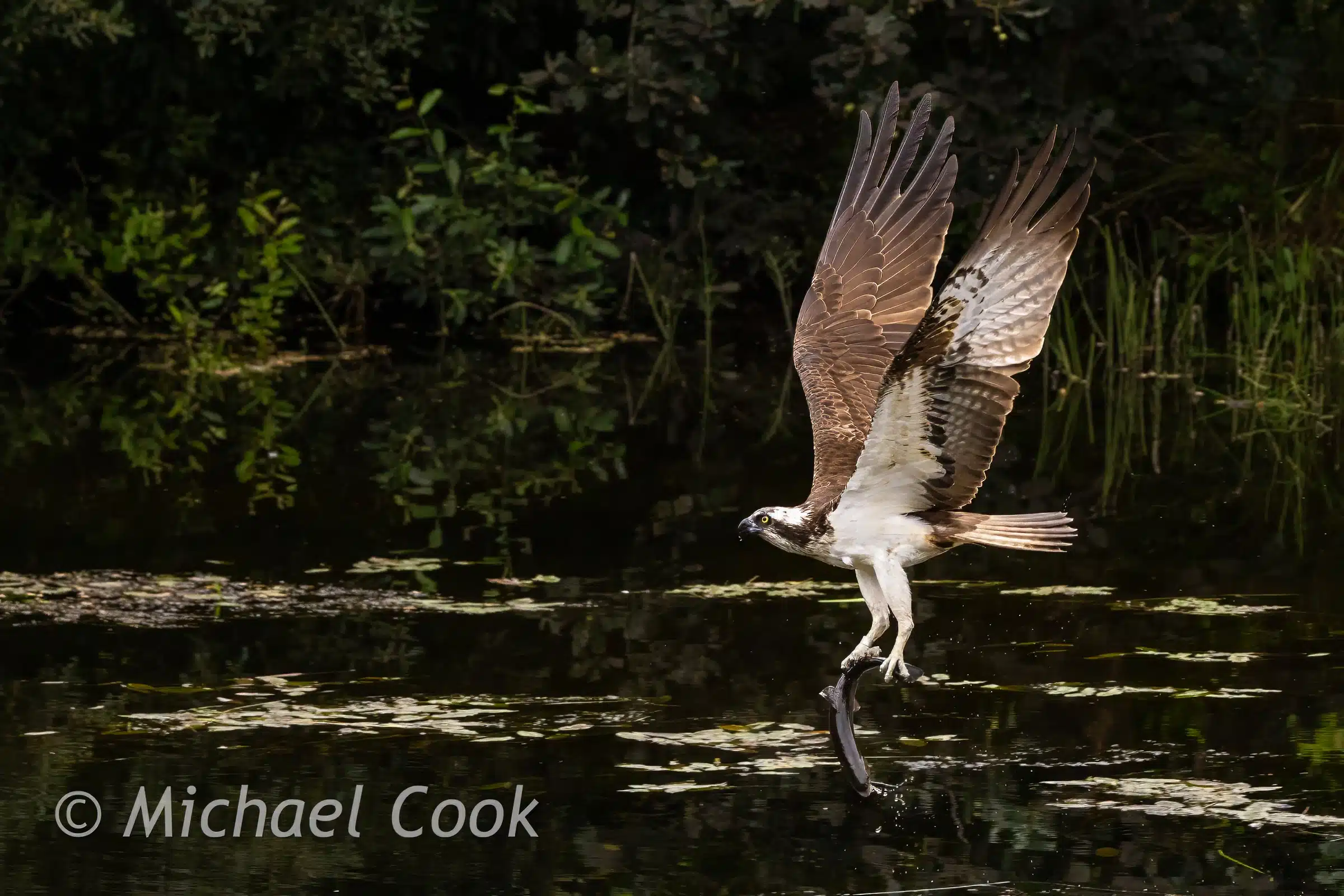 Osprey in Scotland taking off from a branch over a dark pond, wings spread.