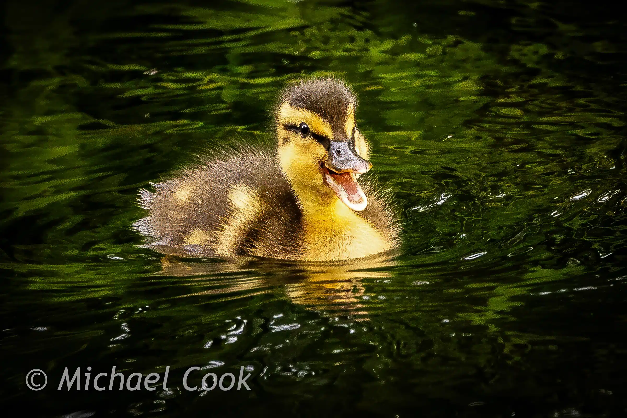Cute duckling swimming in green water, mouth open, possibly photographed in Scotland.
