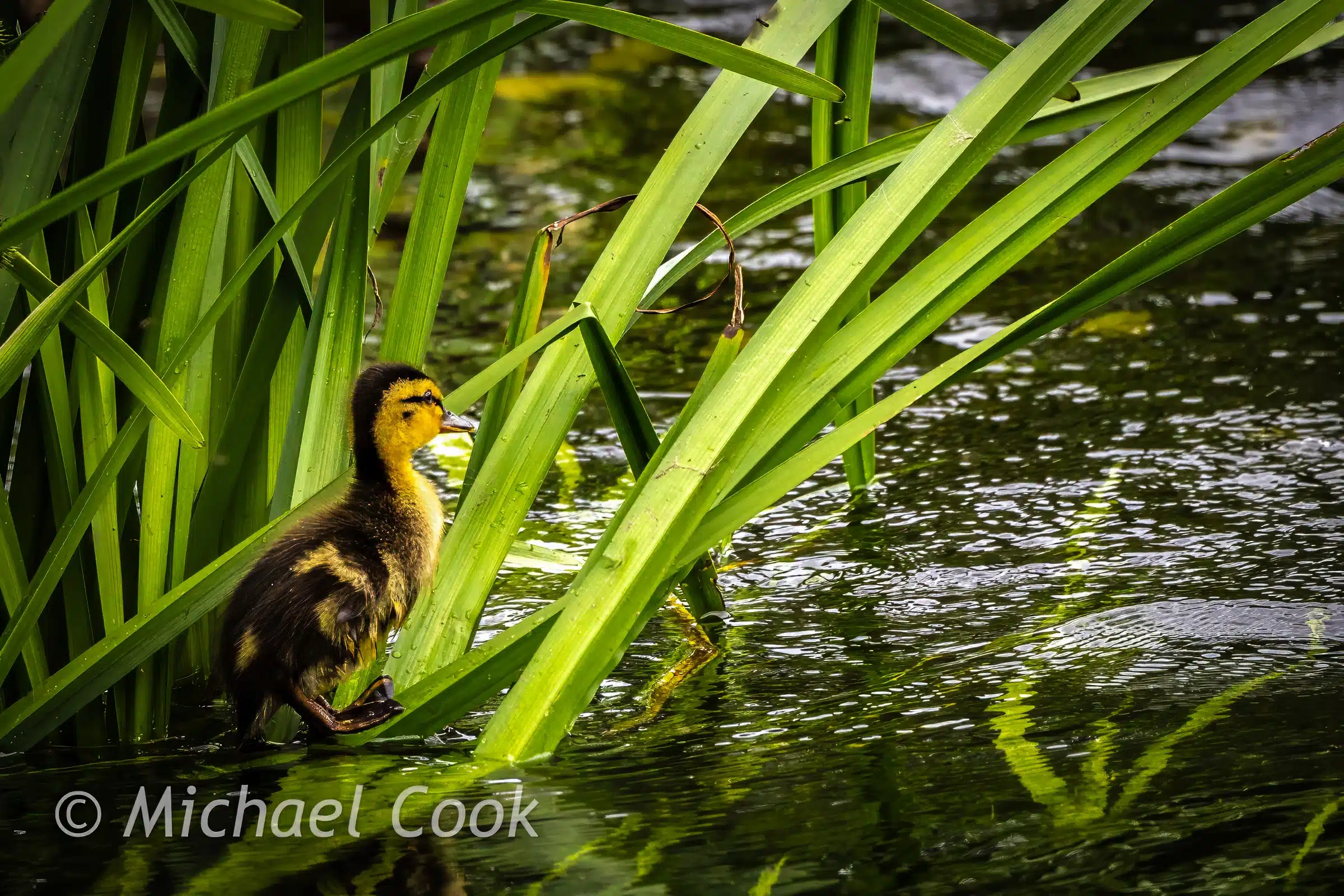 Duckling near green reeds in water. Photograph Osprey in Scotland blog content.