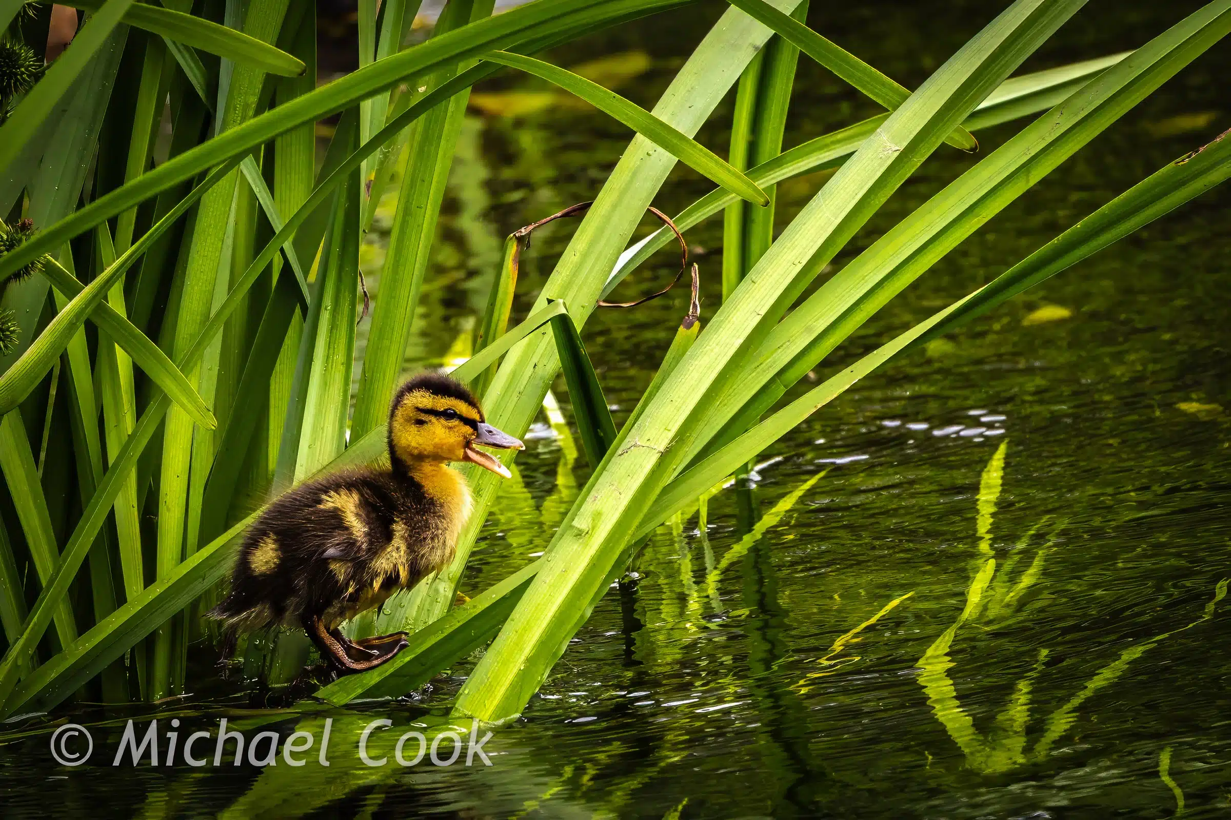 Duckling near water and reeds. Cute wildlife photo.