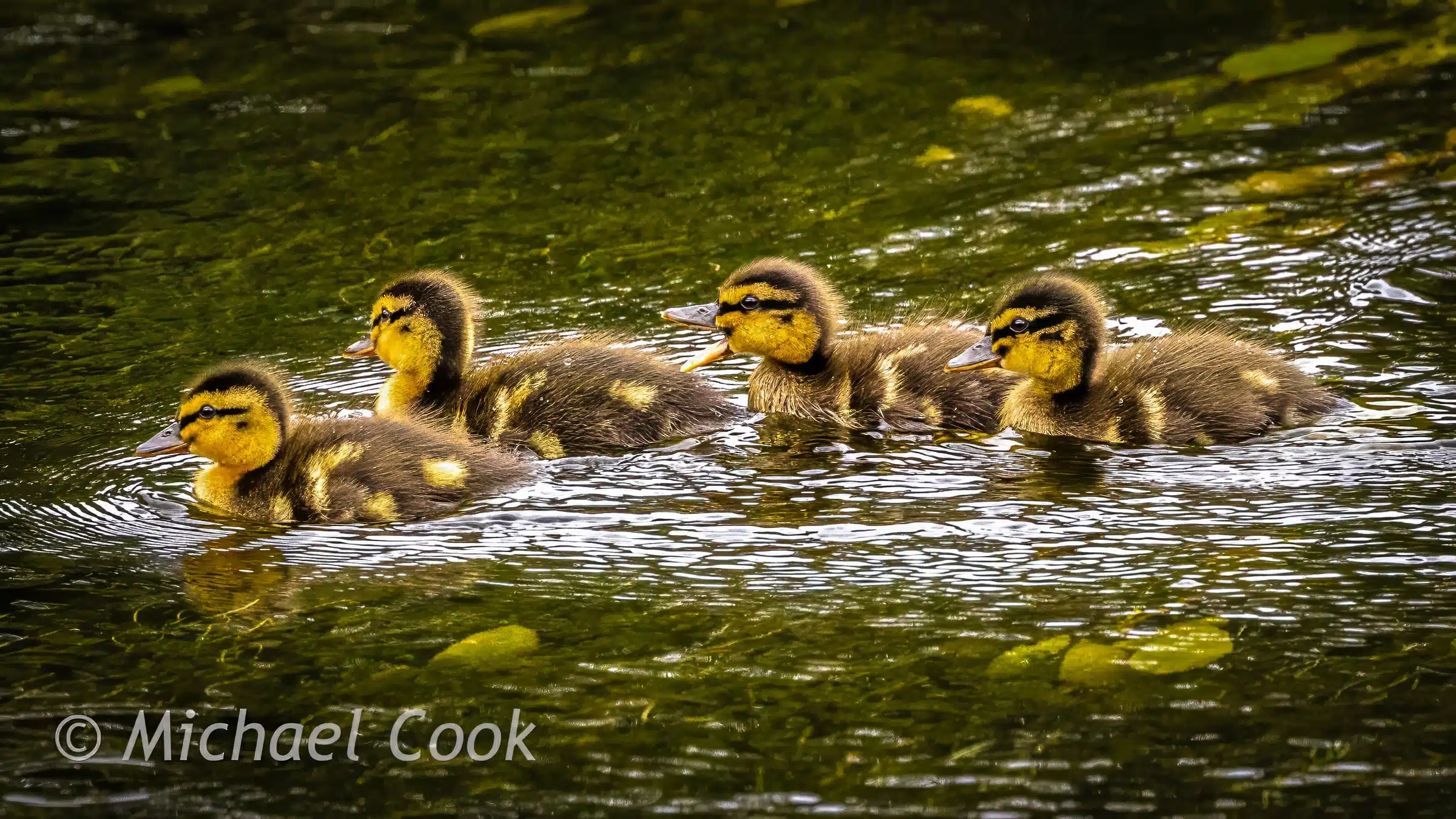 Four cute ducklings swim in a pond. Photograph Osprey in Scotland blog content.