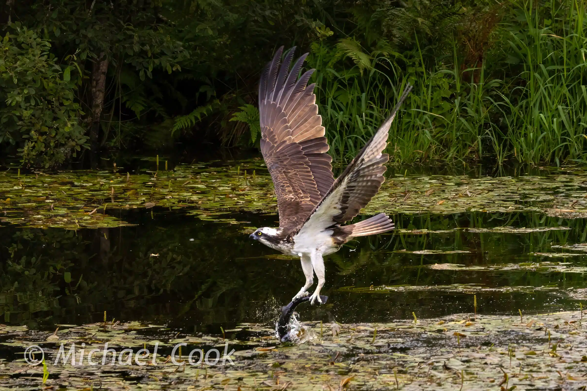 Osprey catching fish in Scotland. Bird of prey mid-flight over water with a fish in its talons.